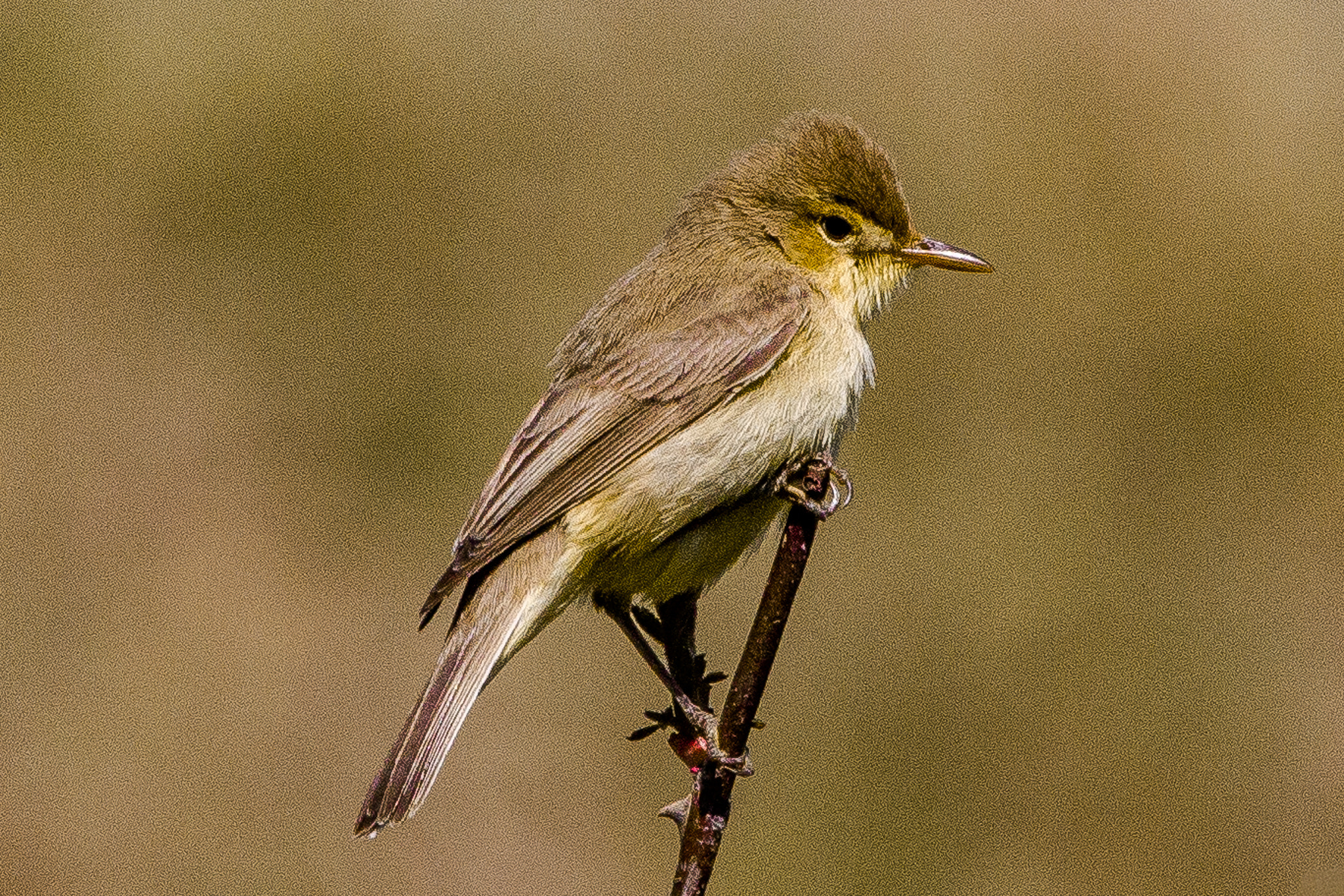 Canon EF 100-400mm F4.5-5.6L IS USM sample photo. Melodious warbler photography
