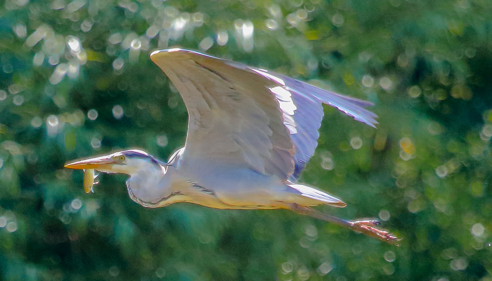 Canon EOS 7D Mark II + Canon EF 100-400mm F4.5-5.6L IS USM sample photo. Grey heron with small chubb photography