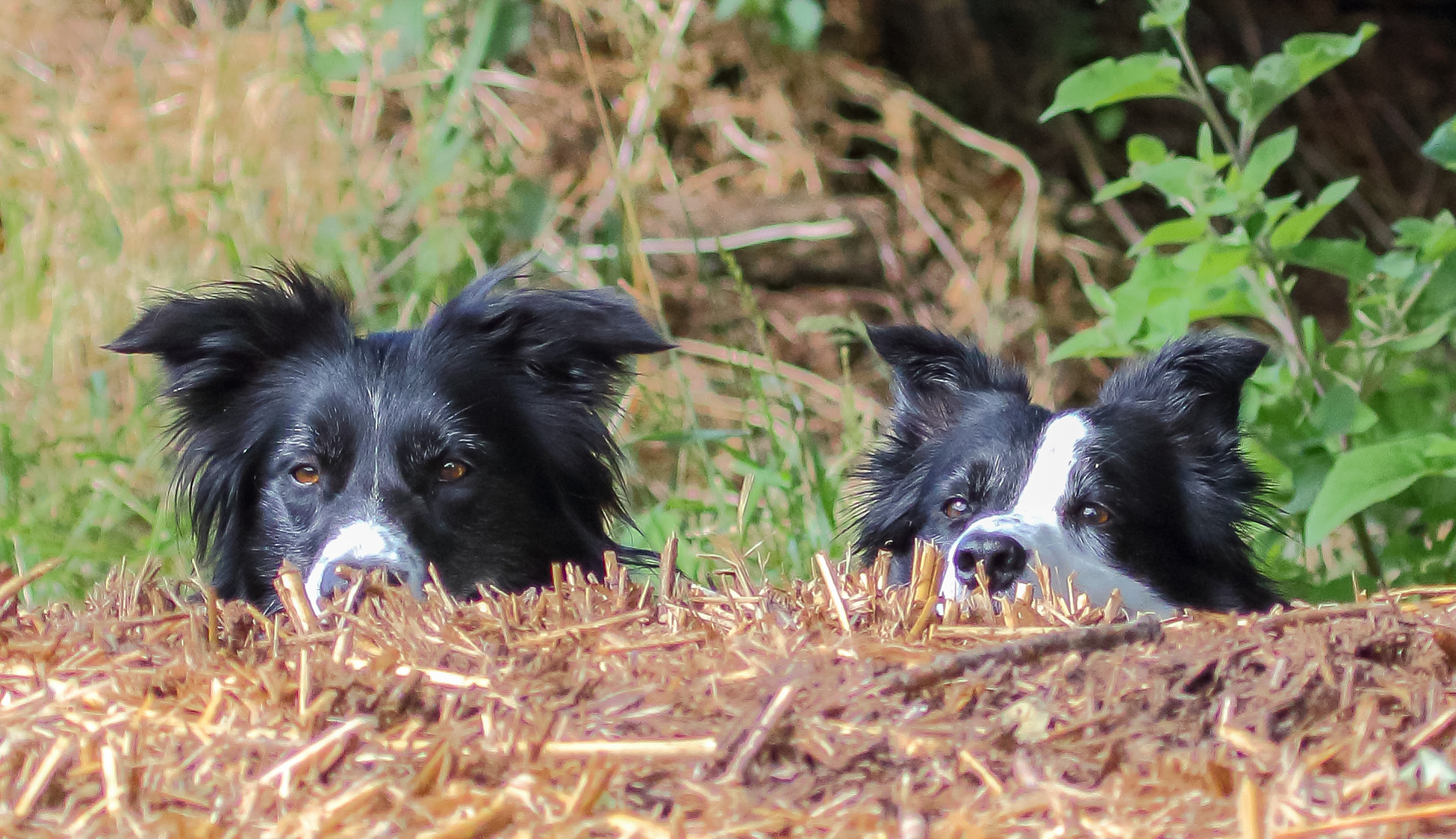Canon EF 100-400mm F4.5-5.6L IS USM sample photo. " do you think he has seen us" ? photography