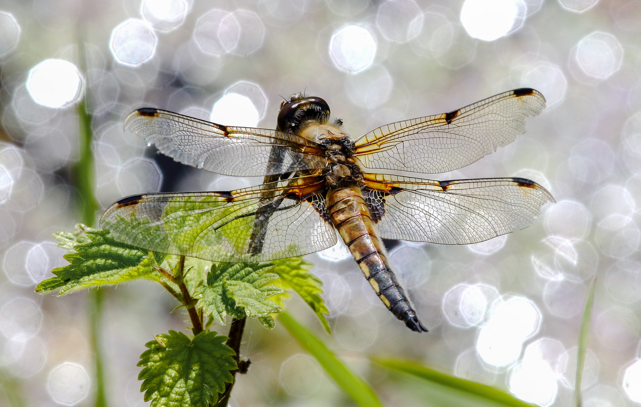 Canon EF 100-400mm F4.5-5.6L IS USM sample photo. Four spotted chaser dragonfly photography