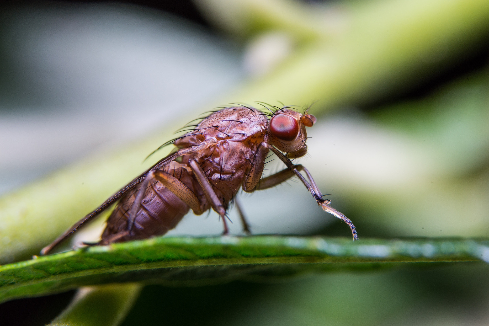 Sony a99 II + 90mm F2.8 Macro SSM sample photo. Fly photography