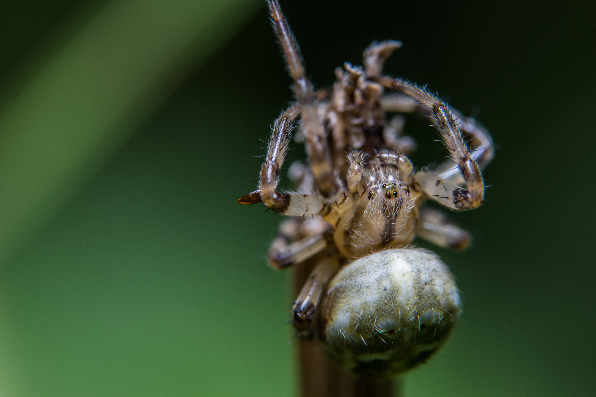 Sony a99 II + 90mm F2.8 Macro SSM sample photo. Spider photography