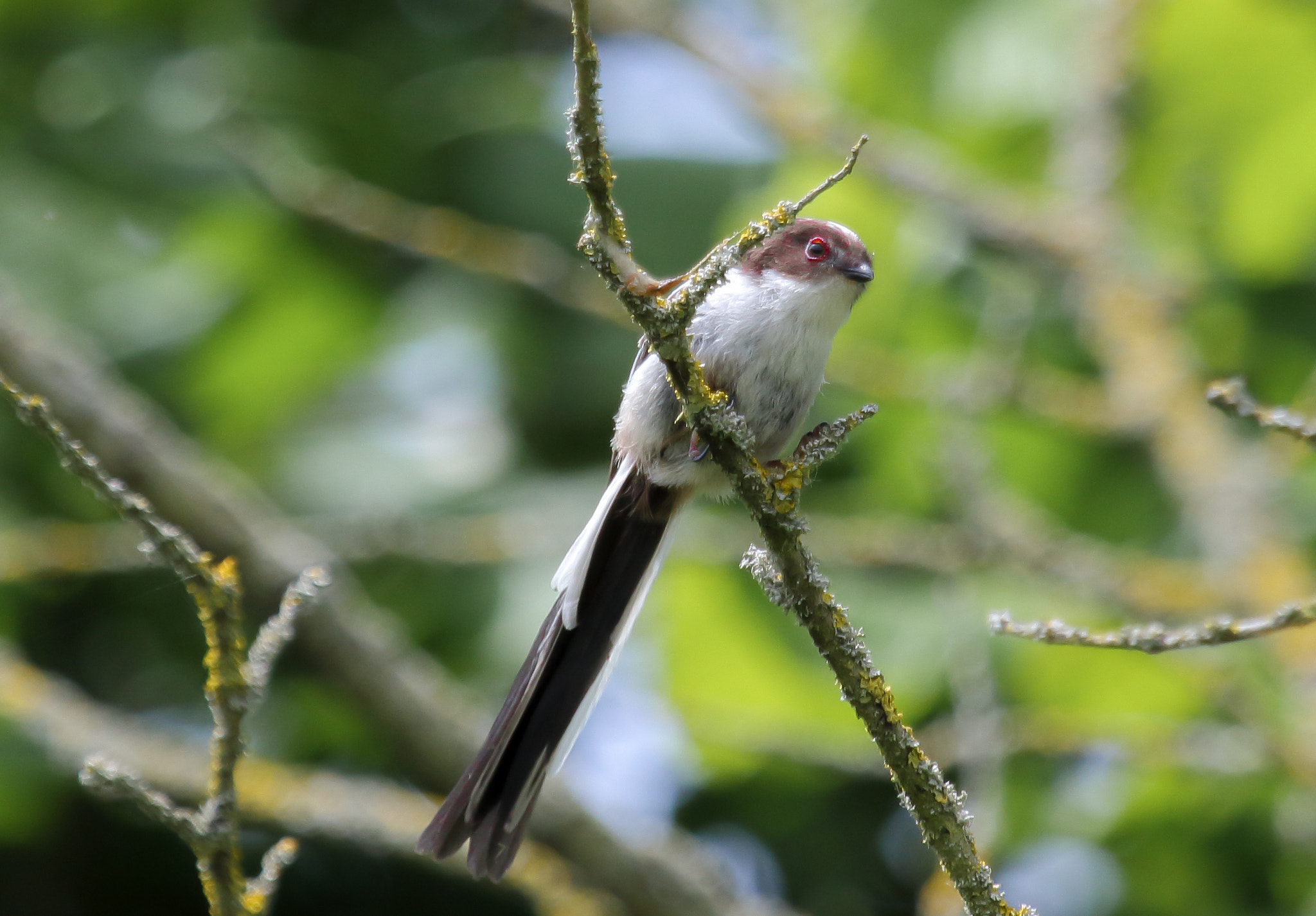 Canon EF 100-400mm F4.5-5.6L IS USM sample photo. Long tailed tit photography