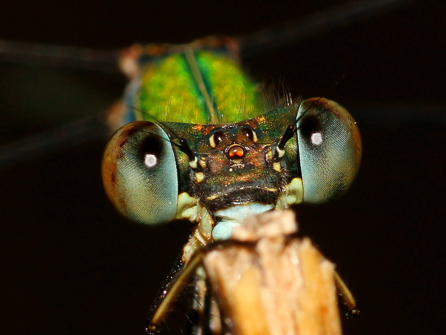 Tamron SP AF 90mm F2.8 Di Macro sample photo. Damselfly photography
