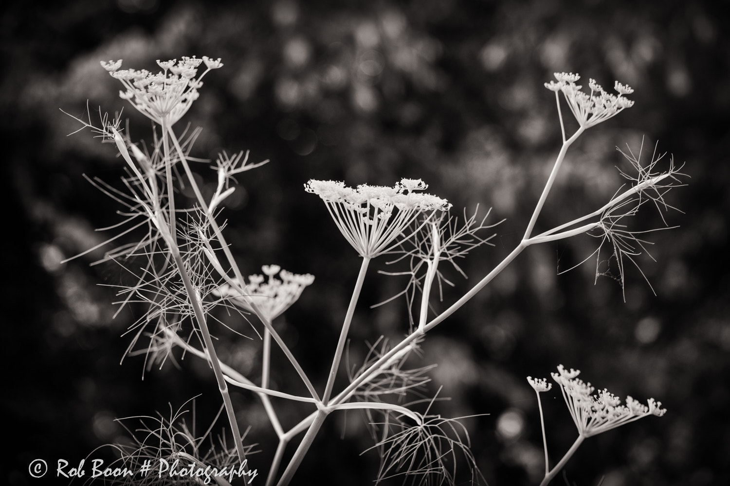 Canon EOS 5DS + Canon EF 100mm F2.8L Macro IS USM sample photo. Venkel photography