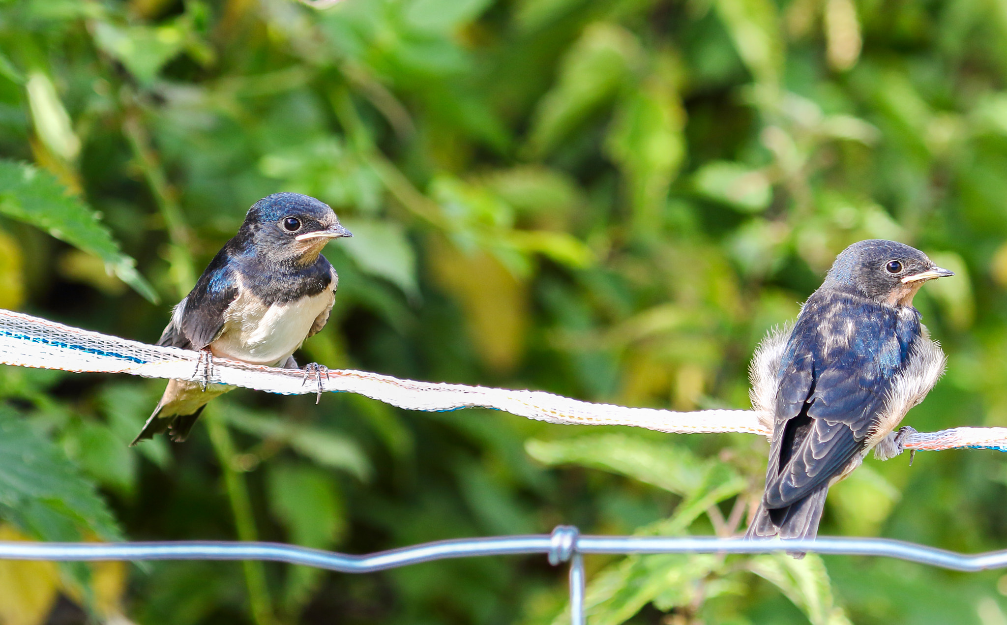 Canon EF 100-400mm F4.5-5.6L IS USM sample photo. Swallow fledglings photography