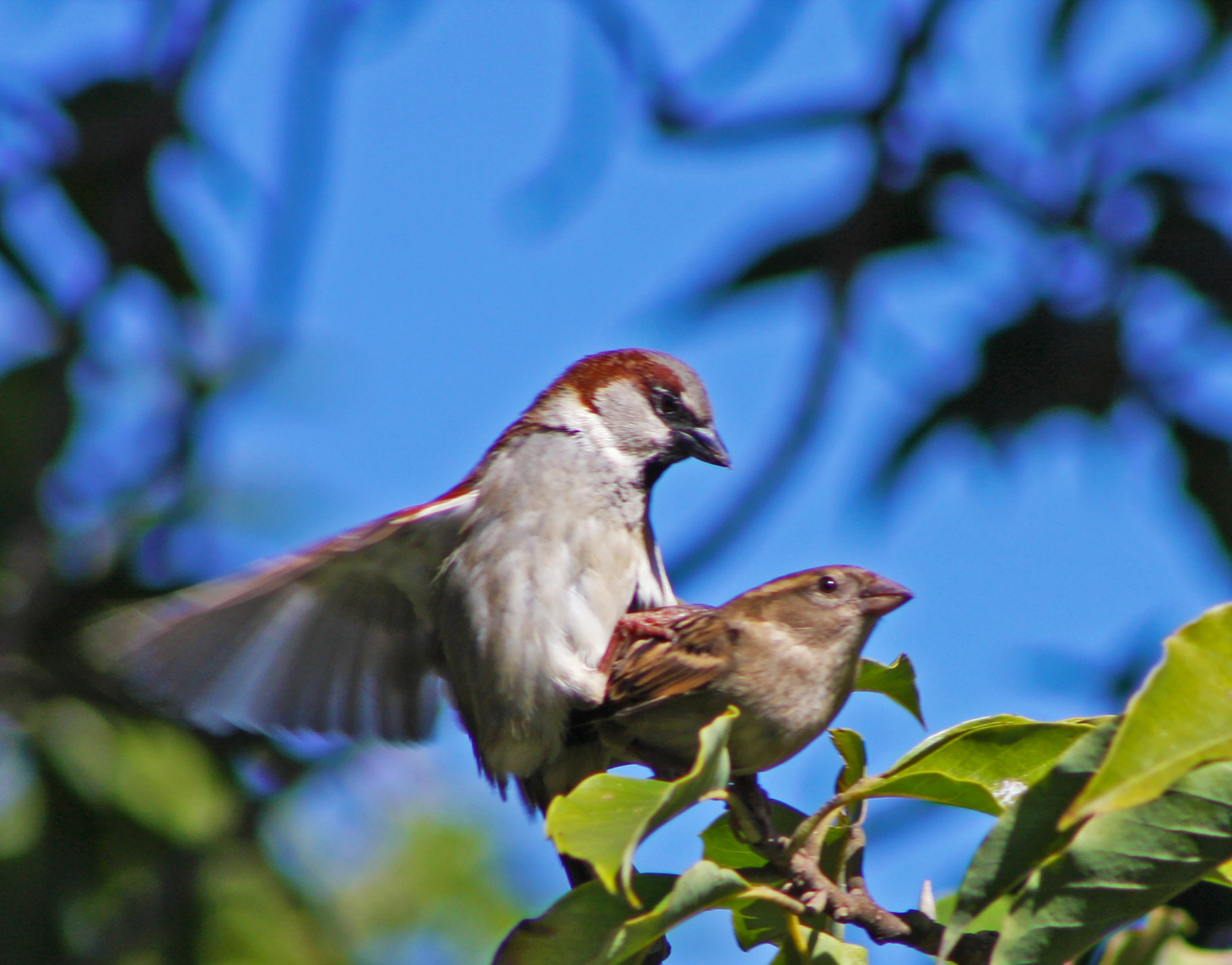 EF75-300mm f/4-5.6 sample photo. The lovers photography