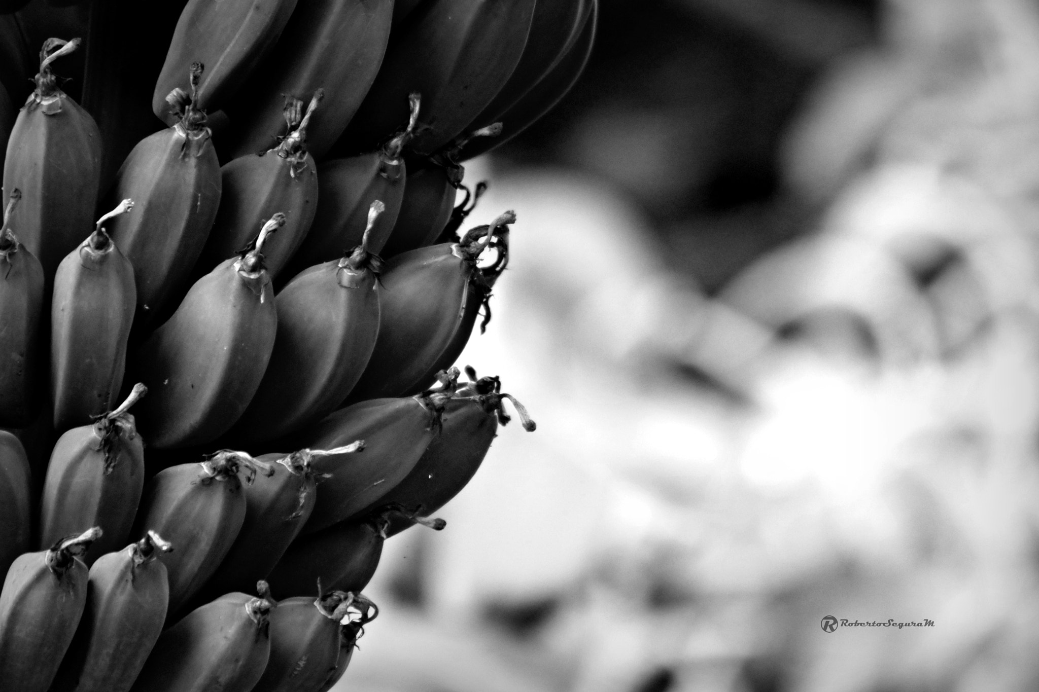 smc PENTAX-FA 80-320mm F4.5-5.6 sample photo. Alimento photography