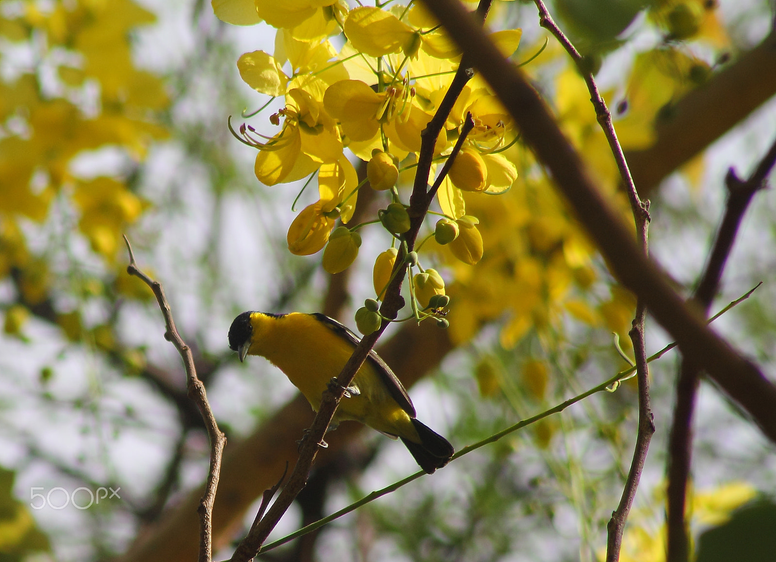 Canon EF 75-300mm f/4-5.6 USM sample photo. Common iora photography