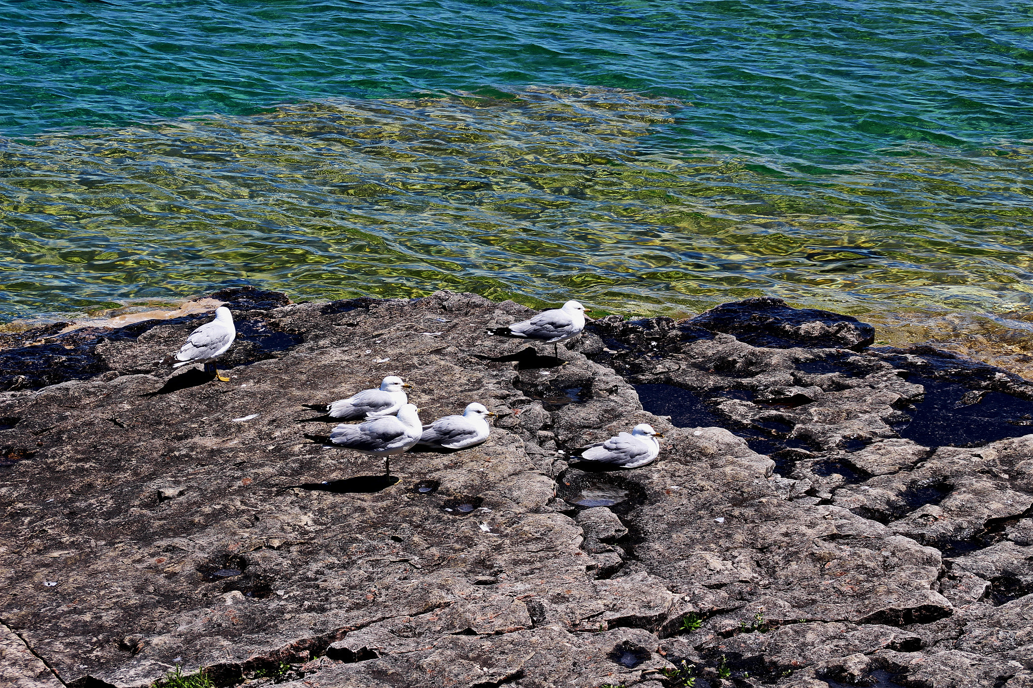 Canon EOS 650D (EOS Rebel T4i / EOS Kiss X6i) sample photo. Sun bathe photography