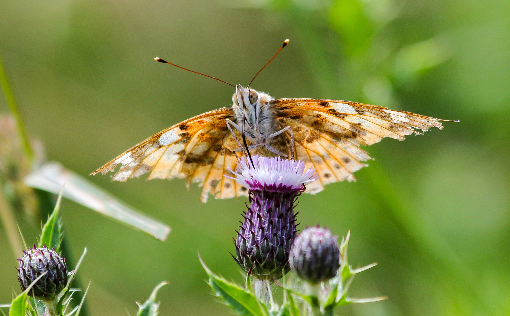 Canon EF 100-400mm F4.5-5.6L IS USM sample photo. Painted lady butterfly photography