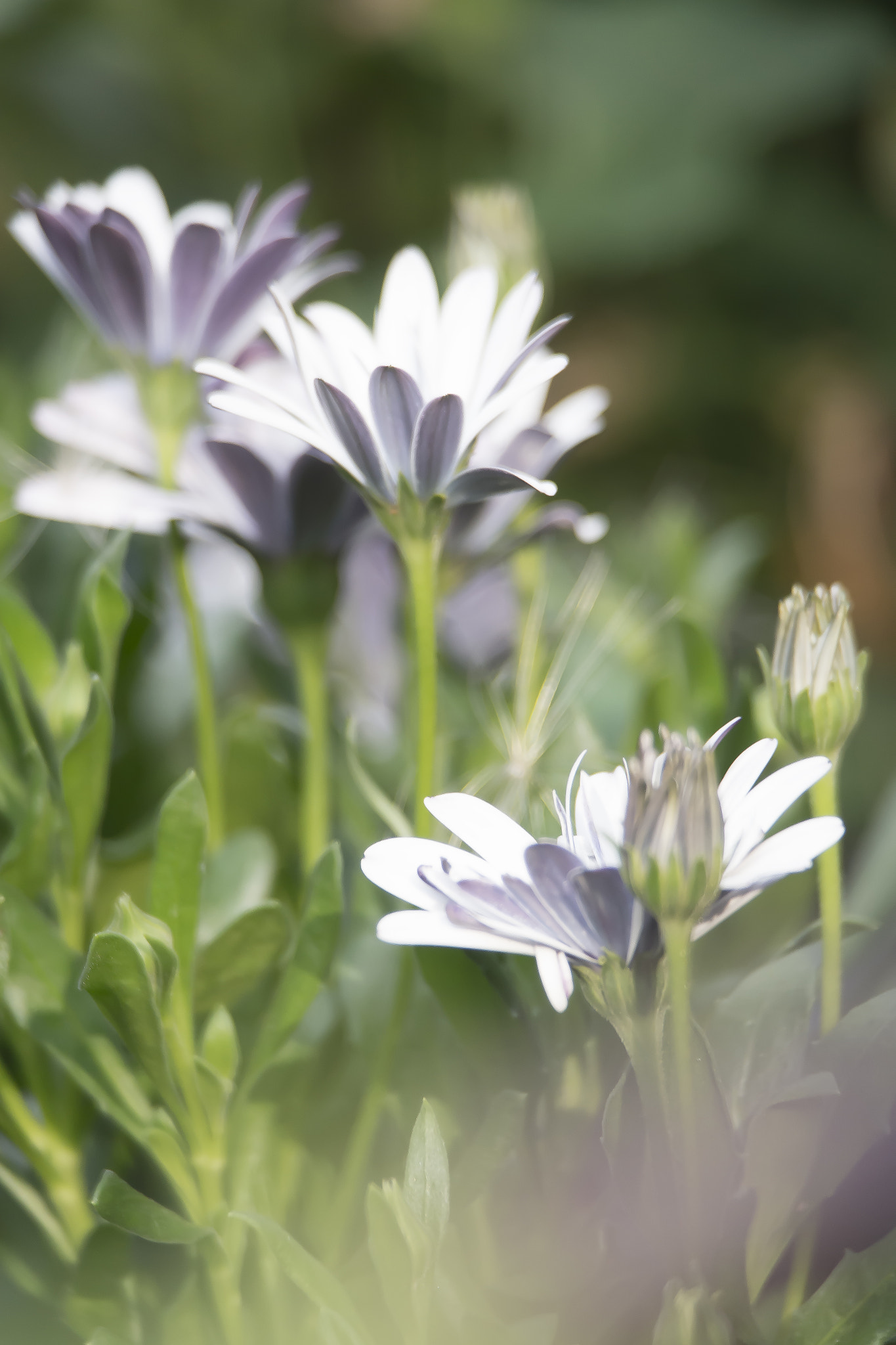 Samsung NX20 + Samsung NX 50-200mm F4-5.6 ED OIS sample photo. White flowers photography