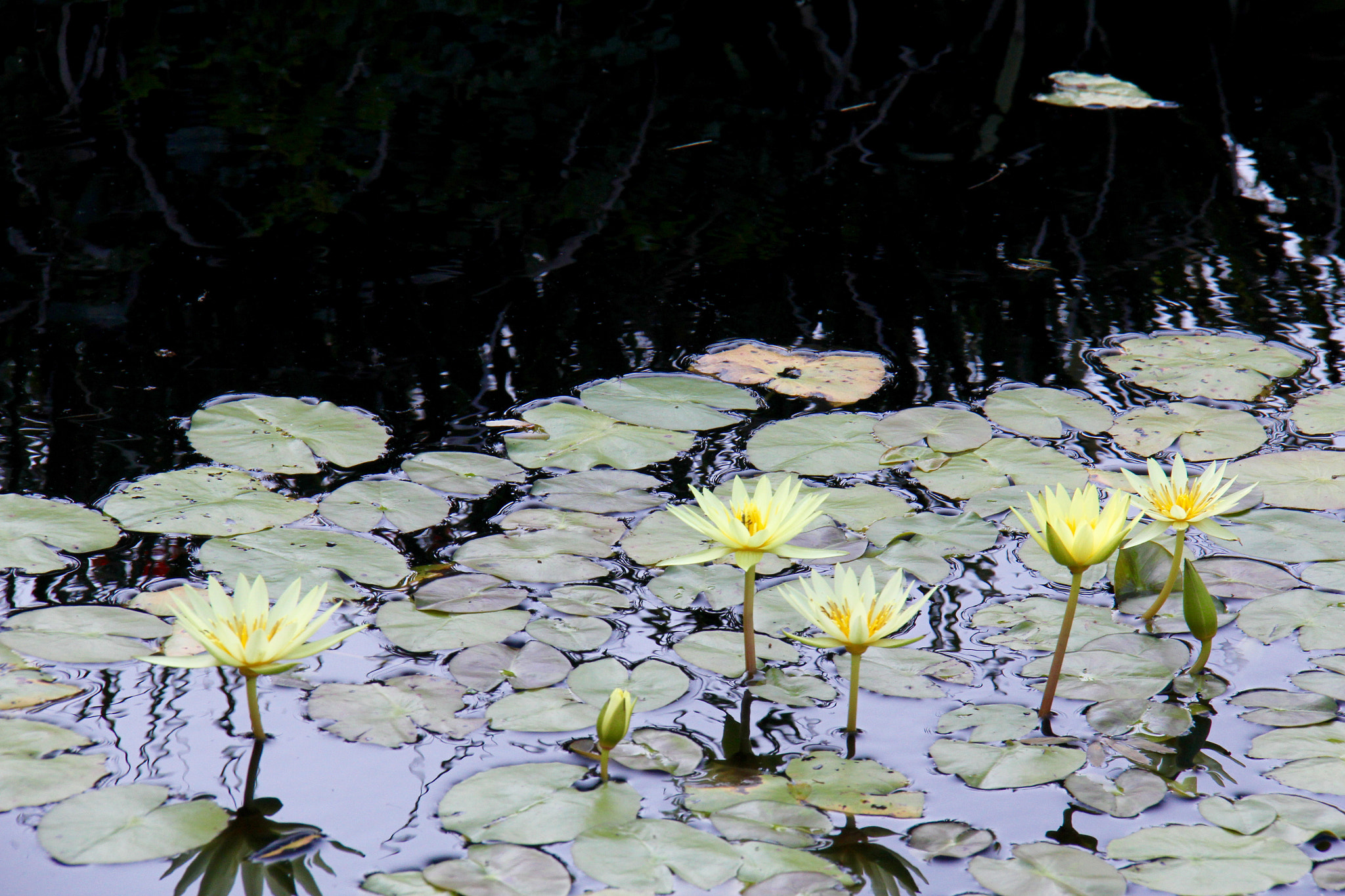 Canon EF-S 18-200mm F3.5-5.6 IS sample photo. Taken at jacksonville garderns. photography