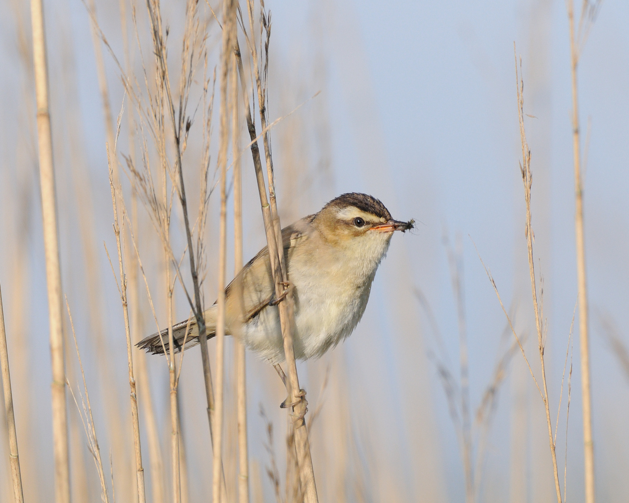 Nikon D300 sample photo. Sedge warbler photography