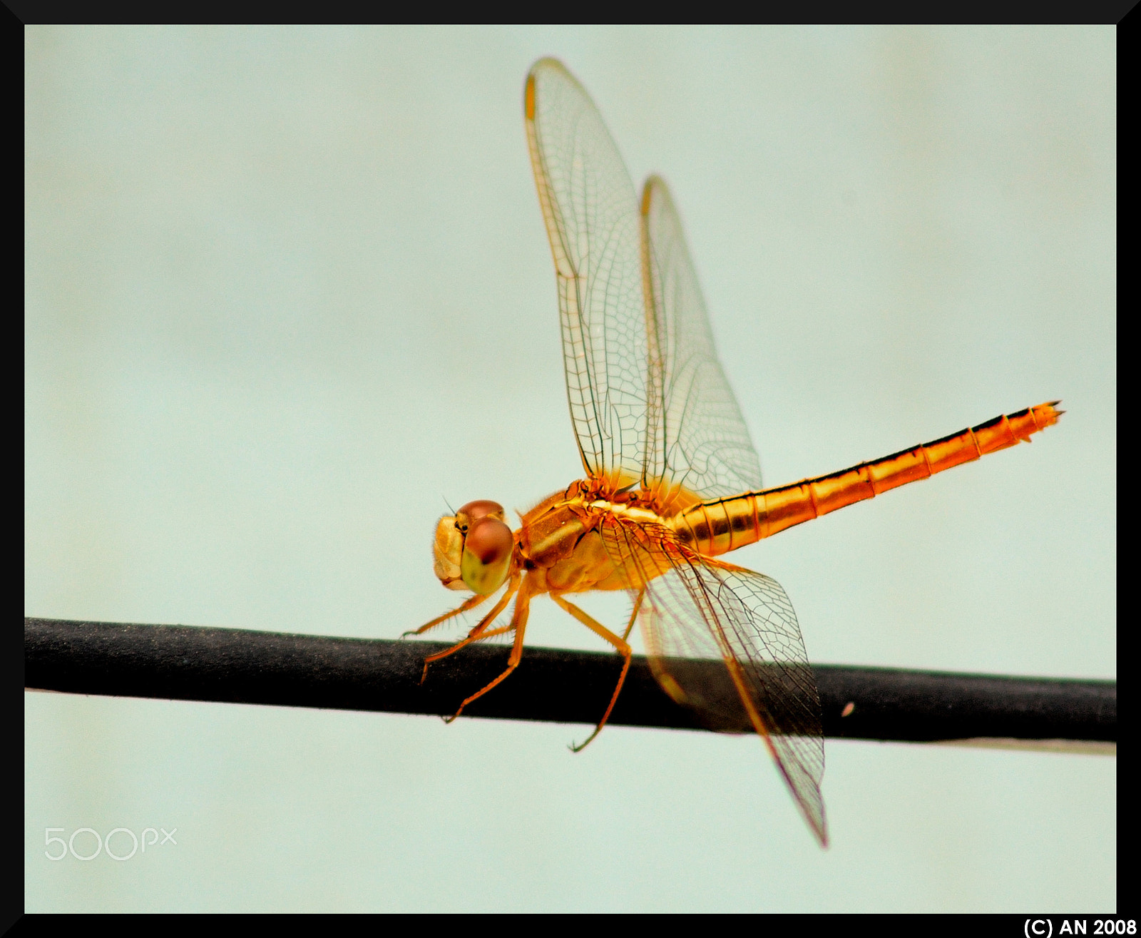 AF Zoom-Nikkor 75-300mm f/4.5-5.6 sample photo. Tight rope walking photography