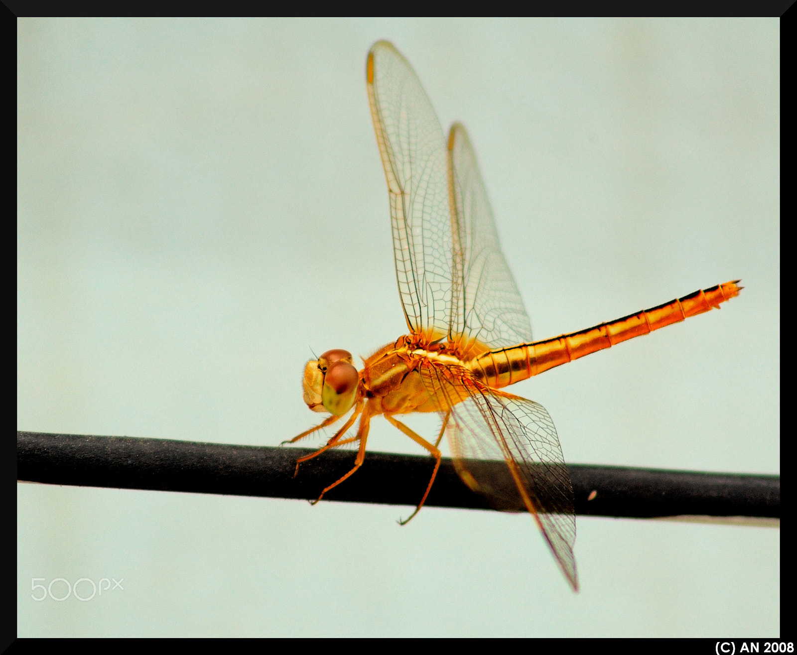 Nikon D70 + AF Zoom-Nikkor 75-300mm f/4.5-5.6 sample photo. Tight rope walking photography