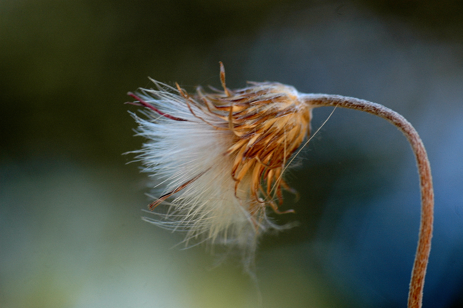 Sigma Macro 90mm F2.8 sample photo. A photography