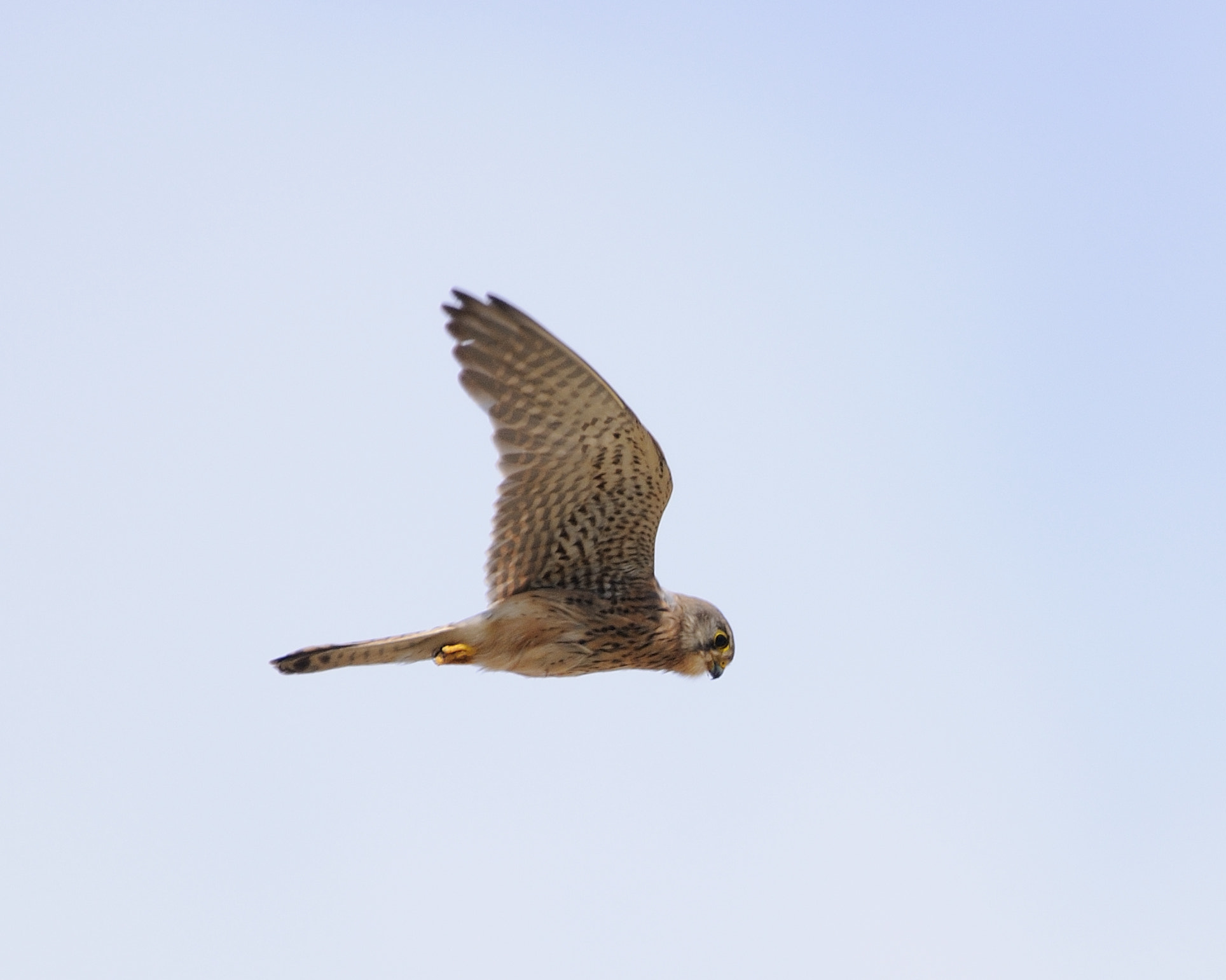 Nikon D300 sample photo. Kestrel photography