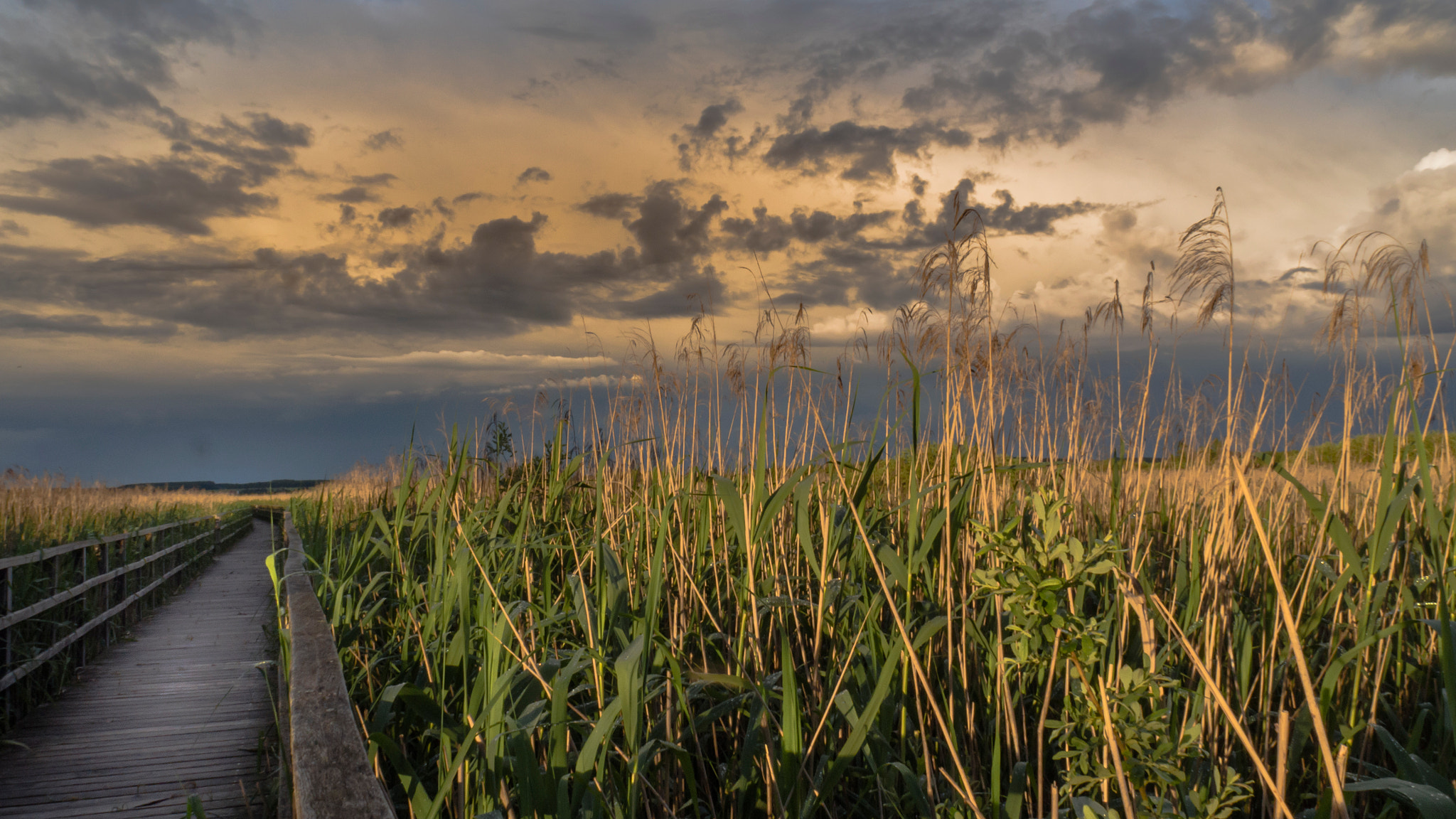 OLYMPUS M.14-150mm F4.0-5.6 II sample photo. Evening in the reeds.... photography