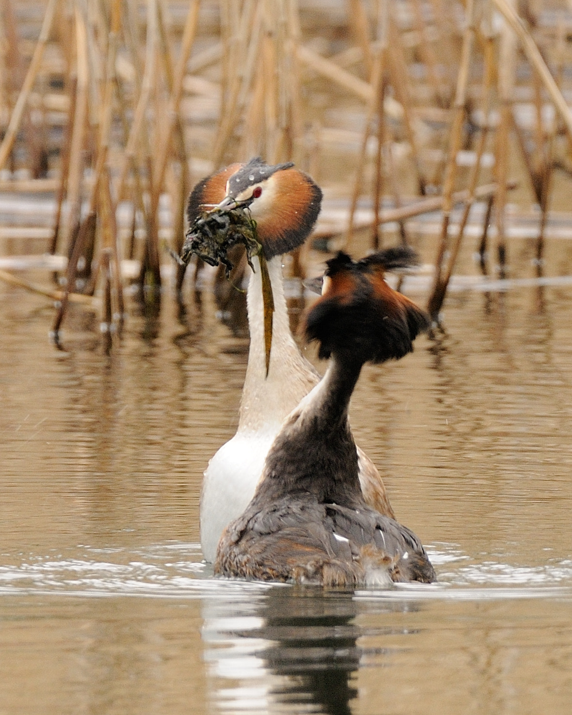 Nikon D300 sample photo. Great crested grebe photography