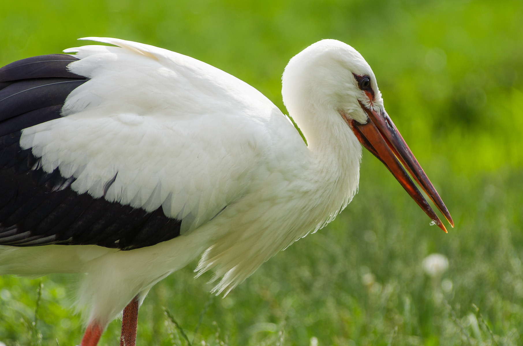 Pentax smc DA* 60-250mm F4.0 ED (IF) SDM sample photo. Stork photography