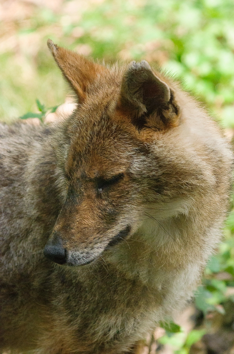 Pentax smc DA* 60-250mm F4.0 ED (IF) SDM sample photo. Jackal portrait photography
