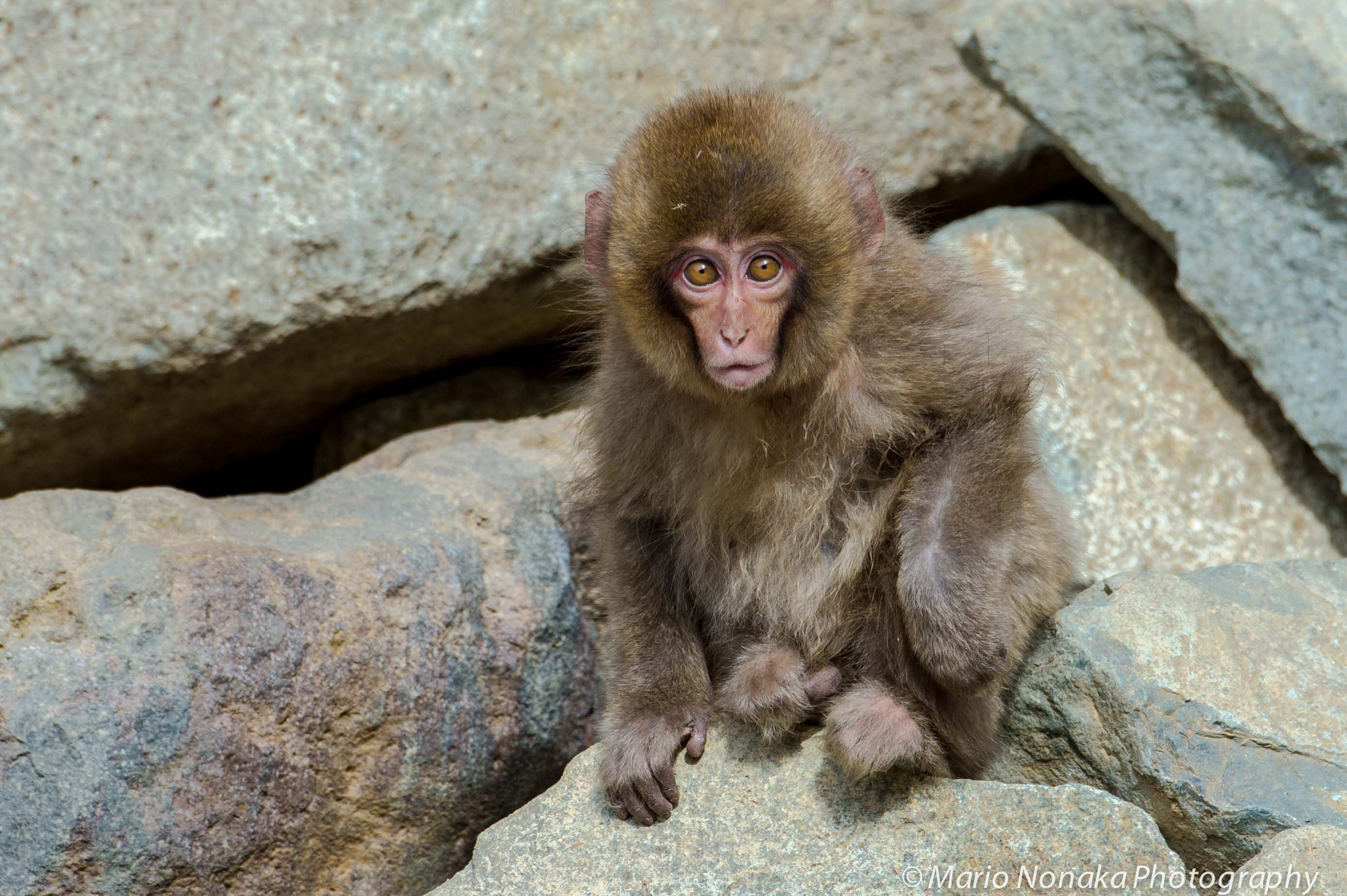 Nikon D4S sample photo. Baby monkey photography