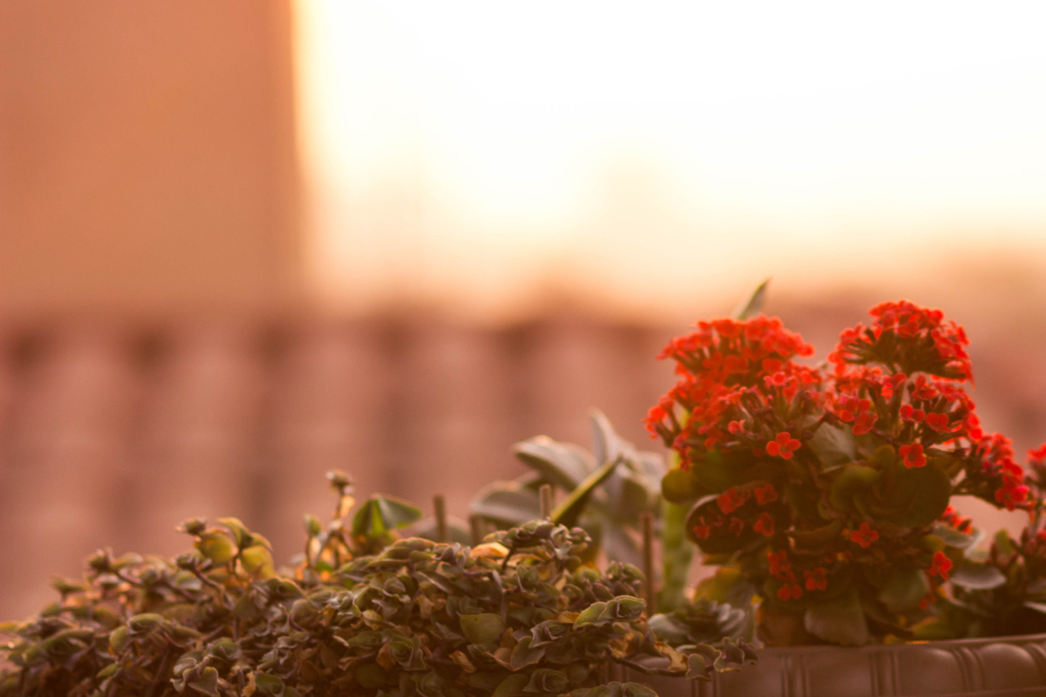 Canon EOS 1200D (EOS Rebel T5 / EOS Kiss X70 / EOS Hi) sample photo. Flowers in sunset  photography