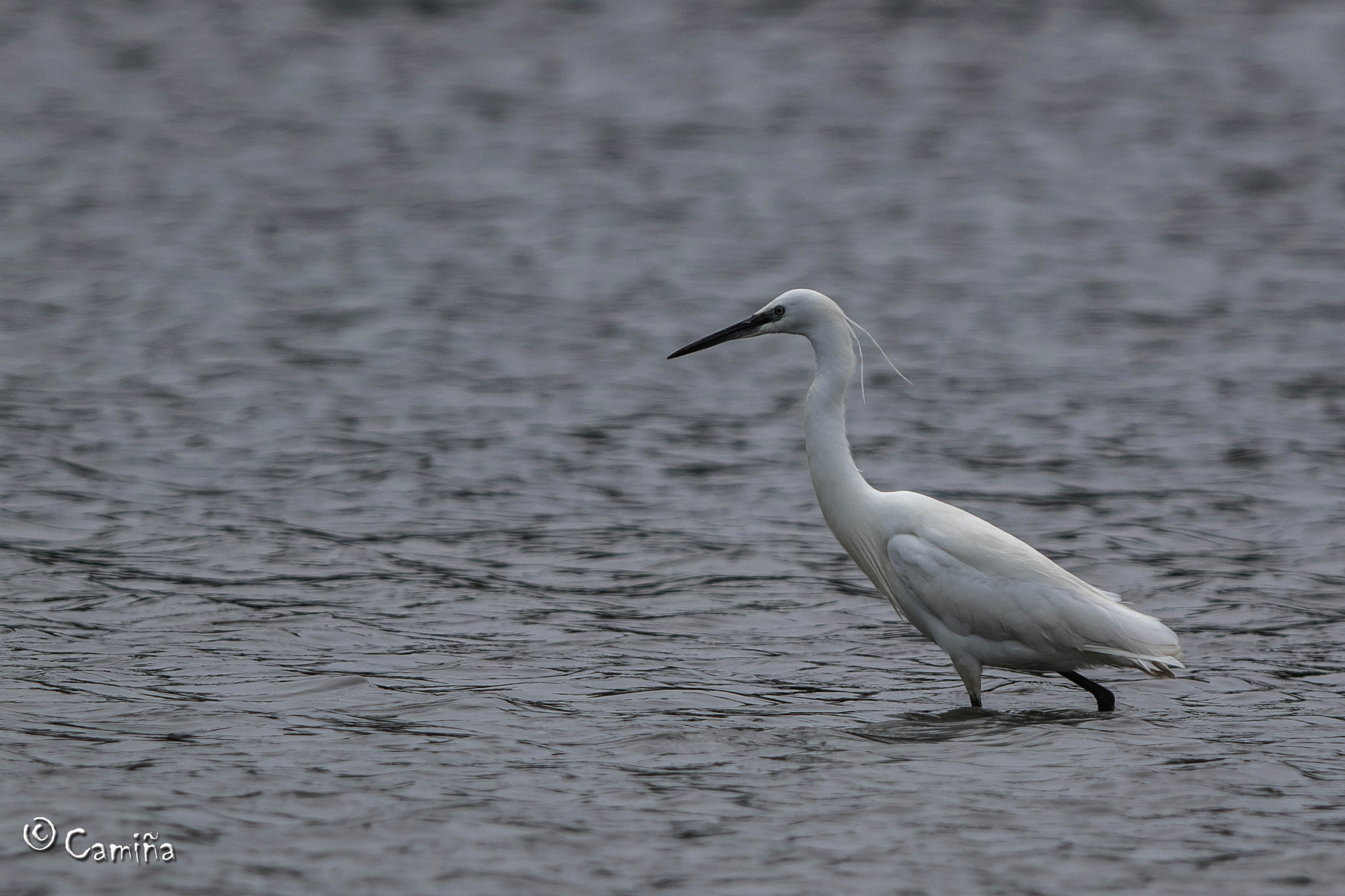 Canon EF 300mm F2.8L IS USM sample photo