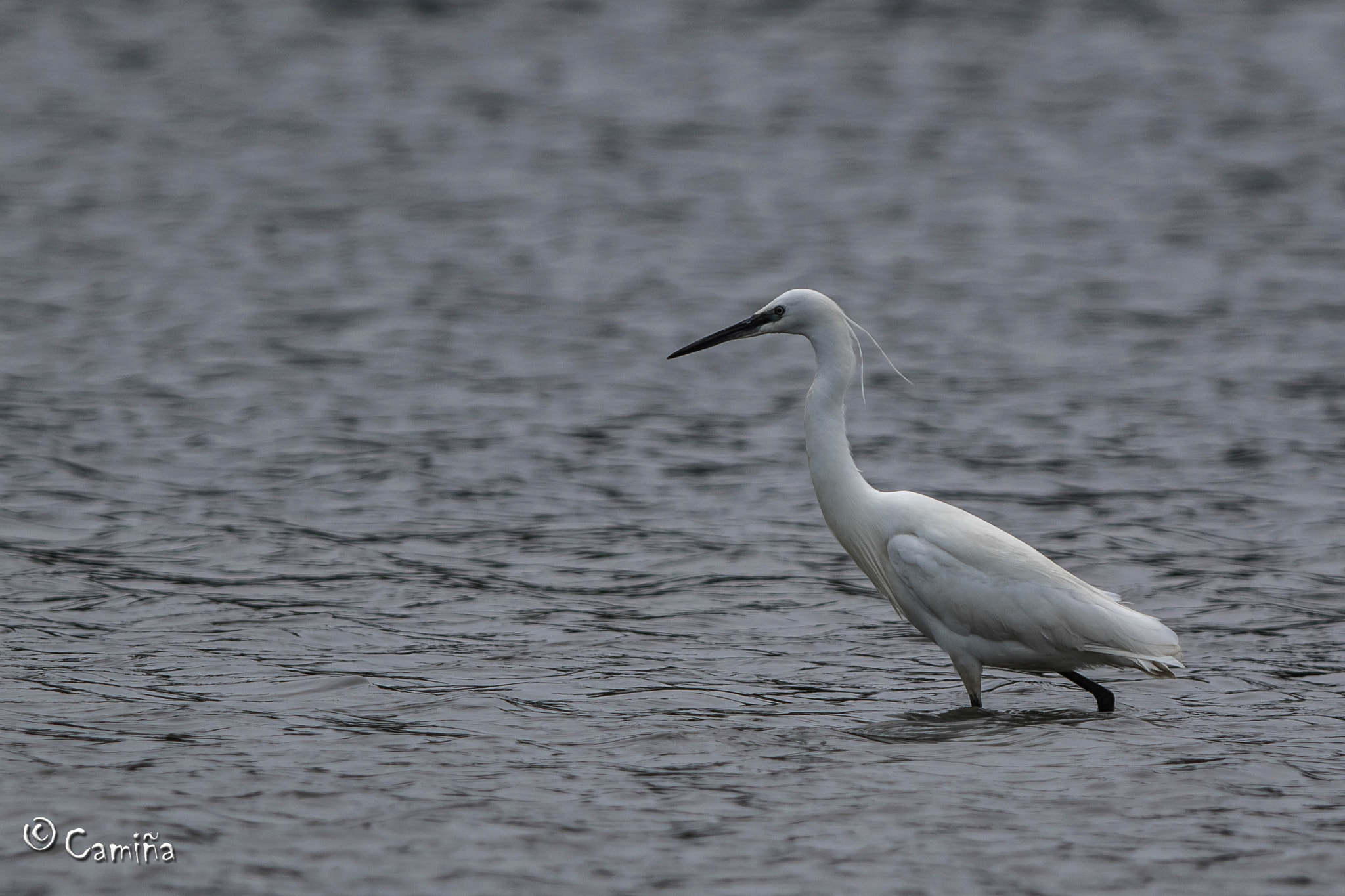 Canon EOS 7D Mark II + Canon EF 300mm F2.8L IS USM sample photo