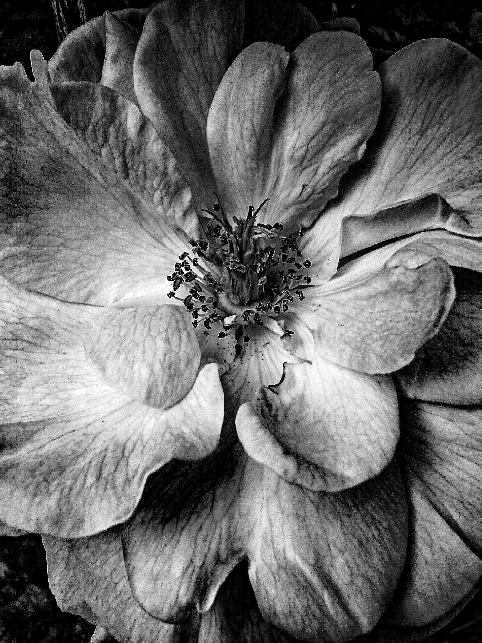 LG L70 sample photo. Up close photography
