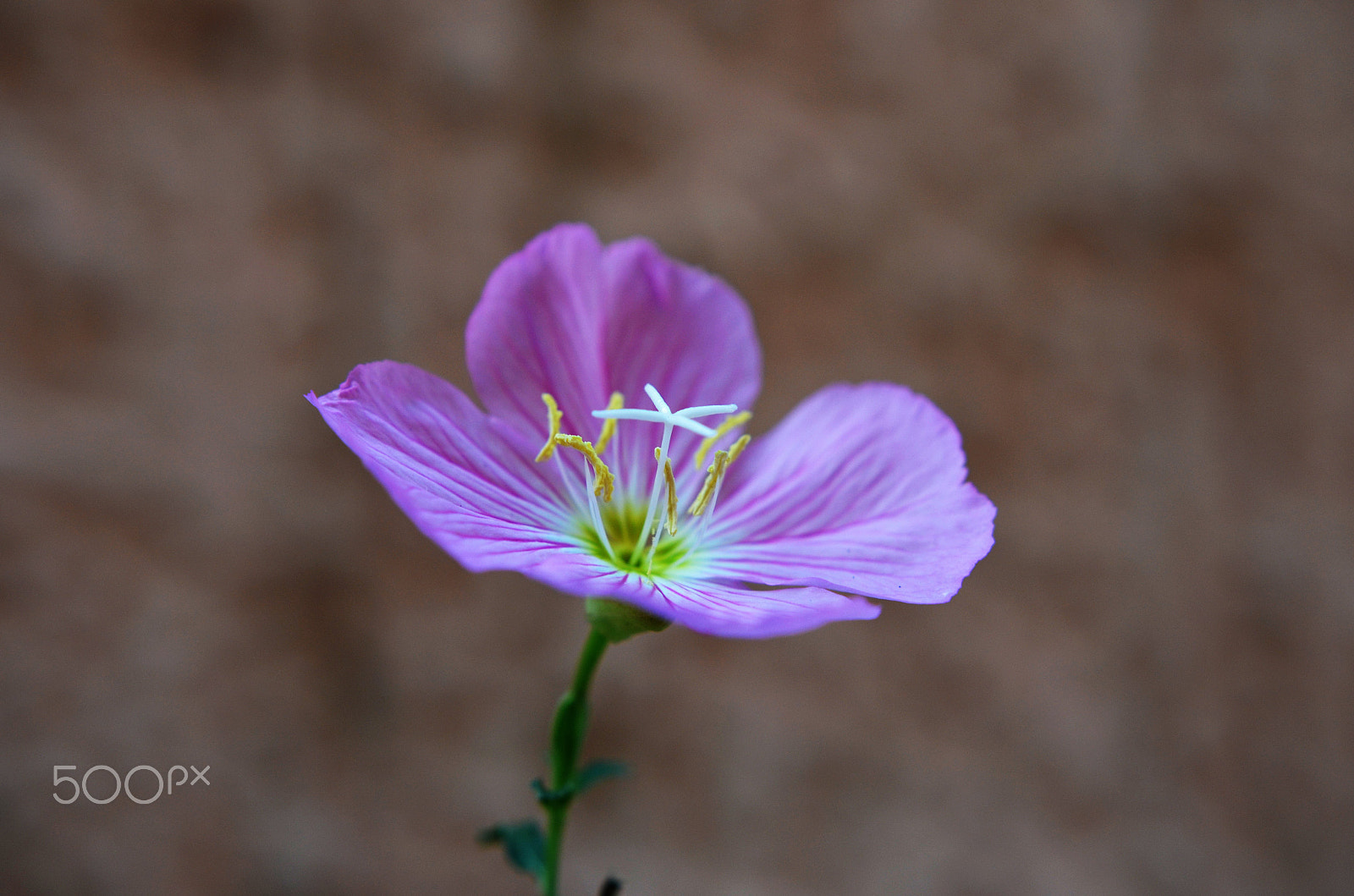 Nikon D5100 + Sigma 18-35mm F1.8 DC HSM Art sample photo. Purple flower photography