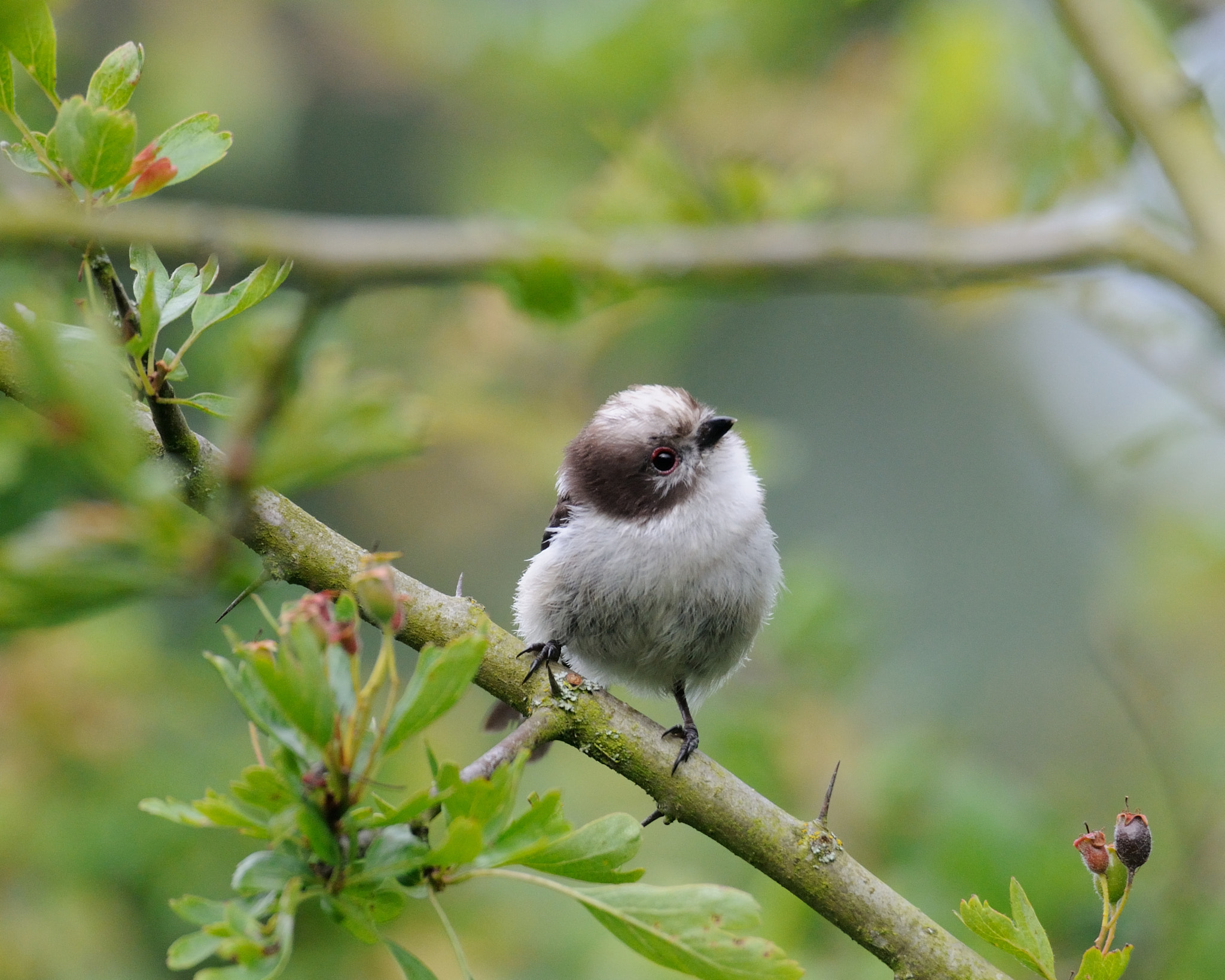 Nikon D300 sample photo. Long-tailed tit photography