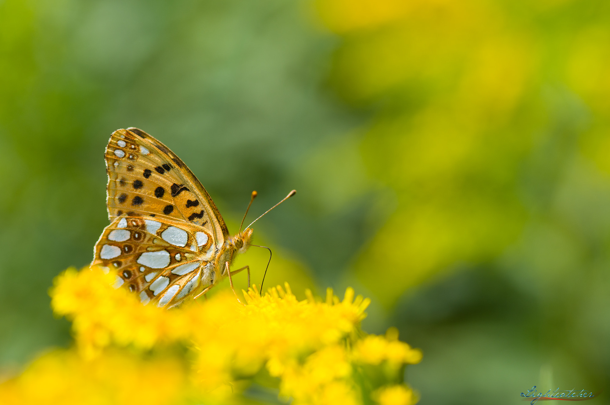 Tamron SP AF 90mm F2.8 Di Macro sample photo. Queen of spain fritillary (issoria lathonia) photography