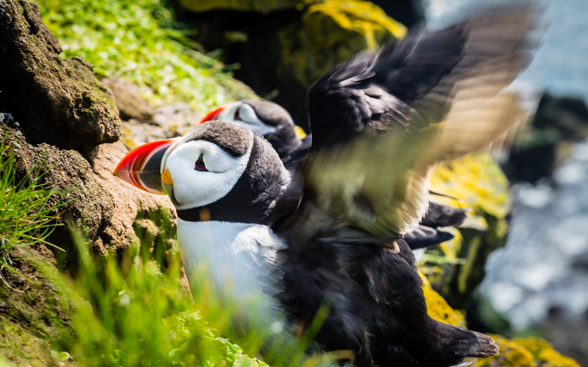 Leica APO-Summicron-M 90mm F2 ASPH sample photo. Iceland: the westfjords - "is he gone? he comes so close with his short lens, that tickles!" :-))) photography