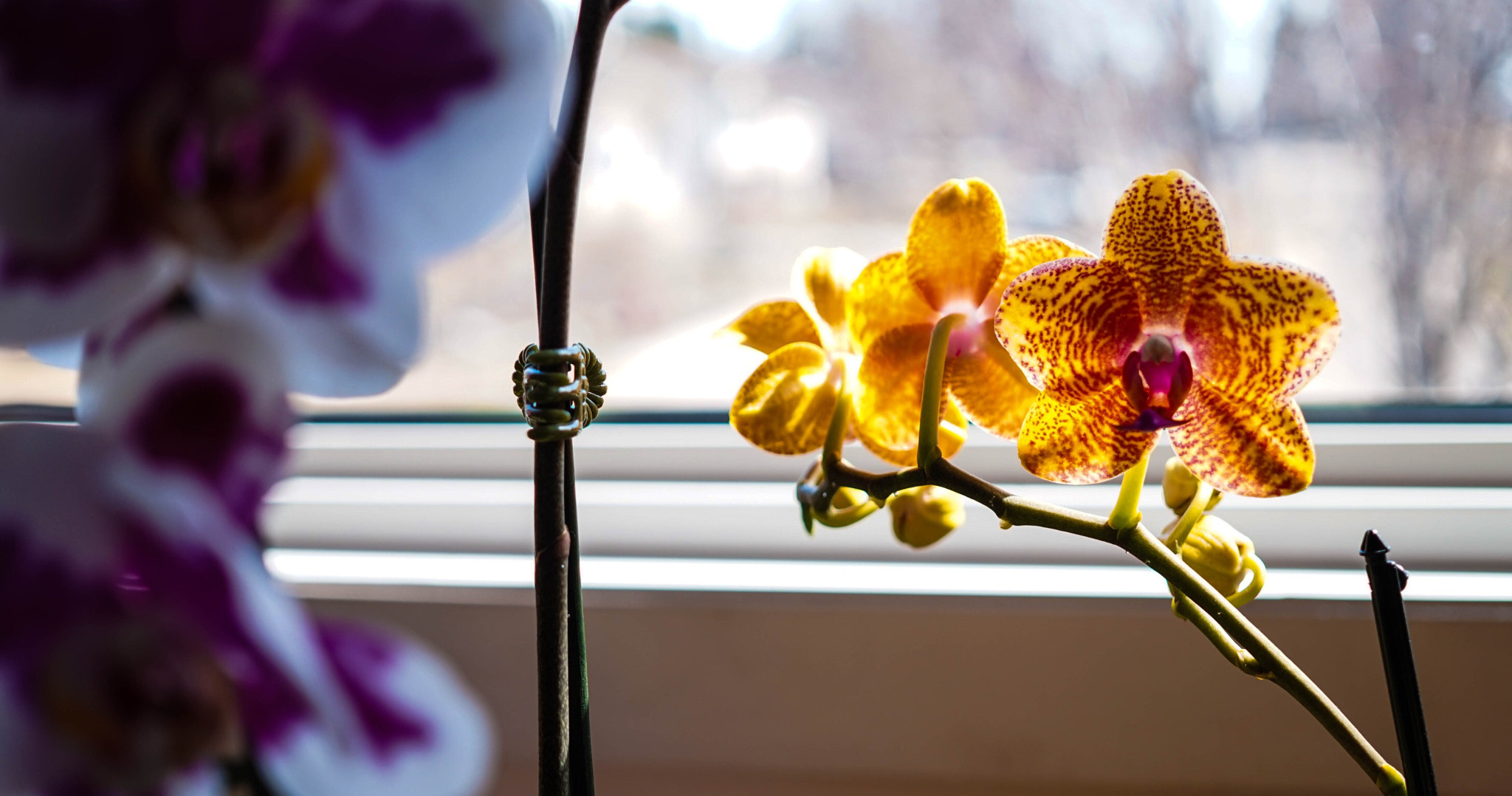 Sony Alpha a5000 (ILCE 5000) + Sigma 30mm F2.8 EX DN sample photo. Still life with orchid photography