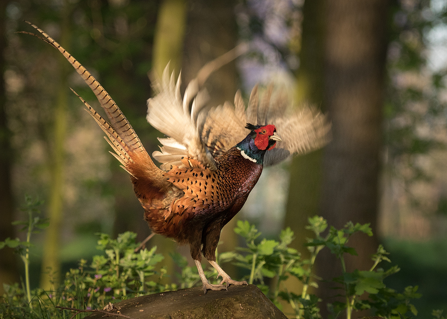 Canon EOS 7D Mark II + Canon EF 100-400mm F4.5-5.6L IS USM sample photo. Pheasant photography