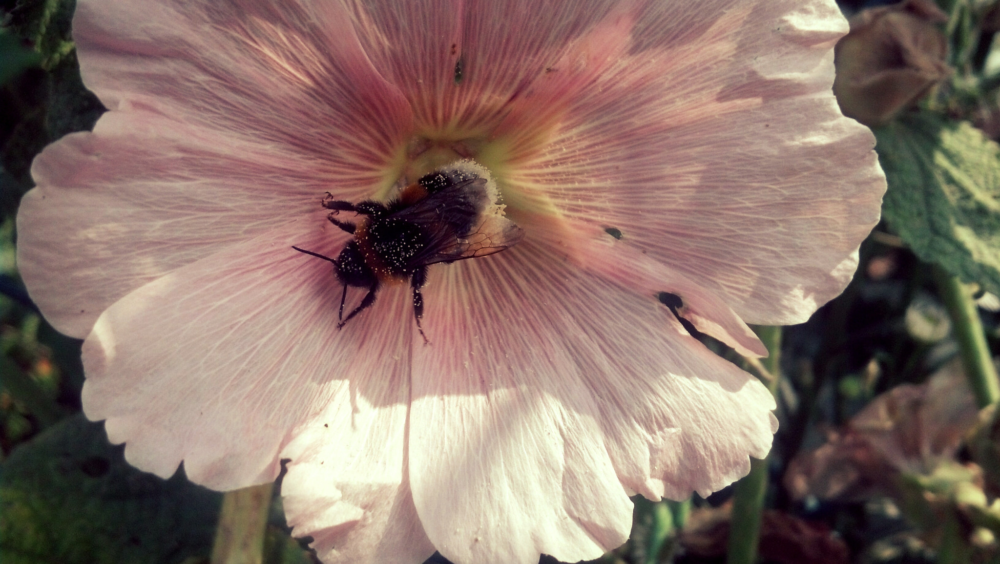 Motorola DROID RAZR sample photo