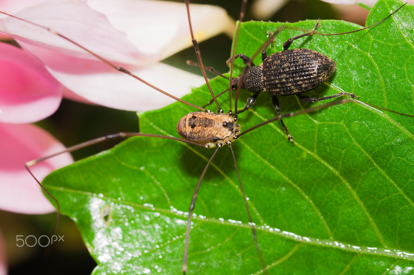 Sigma 105mm F2.8 EX DG OS HSM sample photo. Ivine weevel meets huntsman  spider_ photography