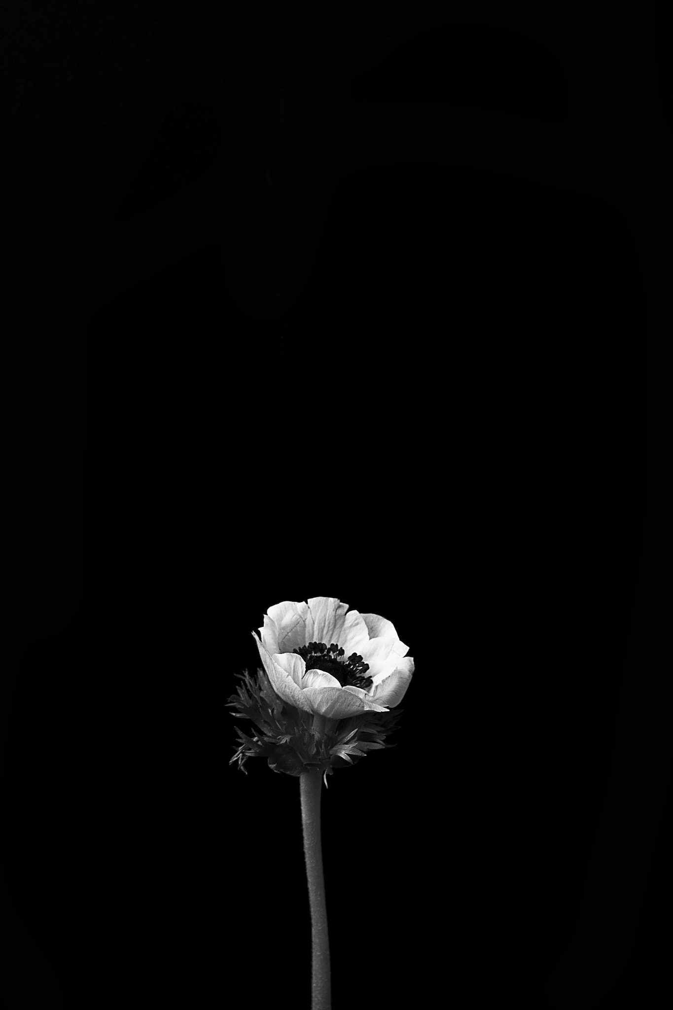 Canon EOS 7D + Canon EF 85mm F1.2L II USM sample photo. Anemone photography