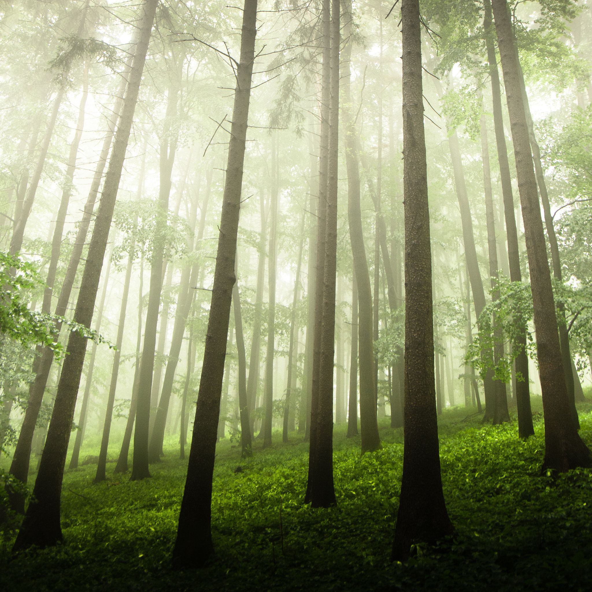 Pentax smc DA 16-45mm F4 ED AL sample photo. Trees... photography