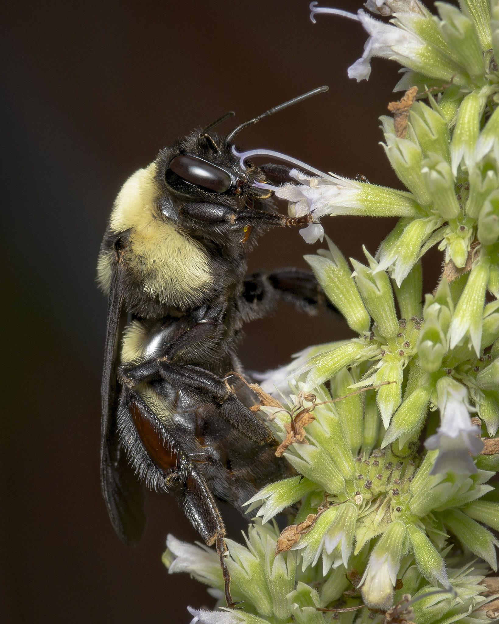 Nikon D600 + AF Micro-Nikkor 105mm f/2.8 sample photo. Bumble bee photography