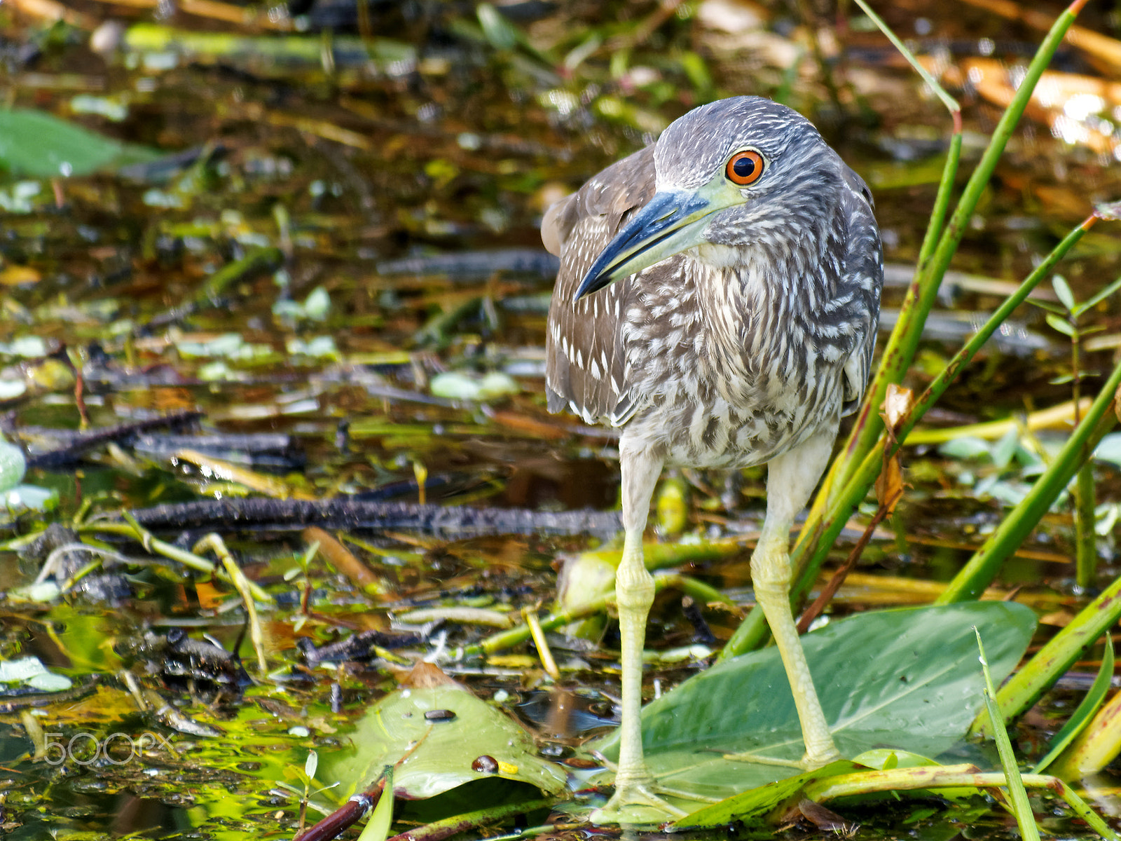 Olympus OM-D E-M10 sample photo. Juvenile black-crowned night-heron florida wetlands photography
