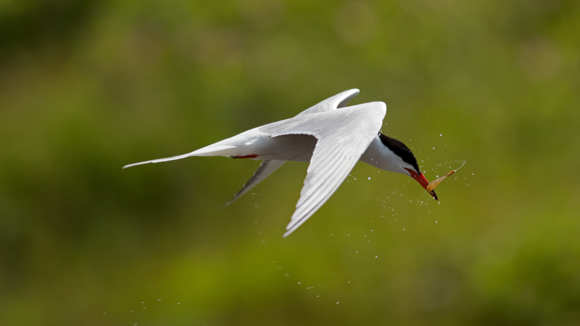 Canon EOS 80D + Canon EF 400mm F5.6L USM sample photo. Tern with crustacean photography
