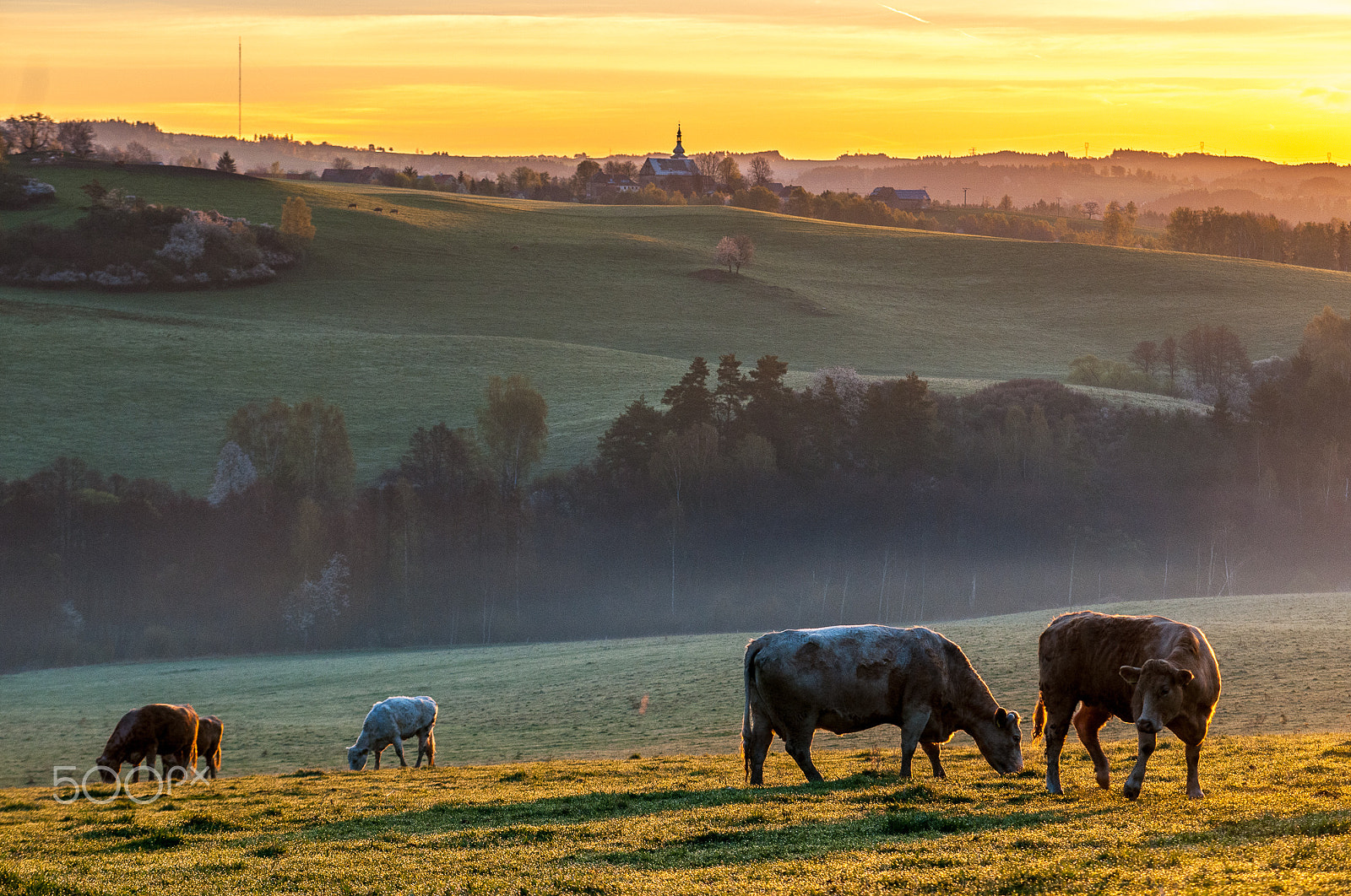 Sigma 50-150mm F2.8 EX APO DC HSM sample photo. Morning pasture photography