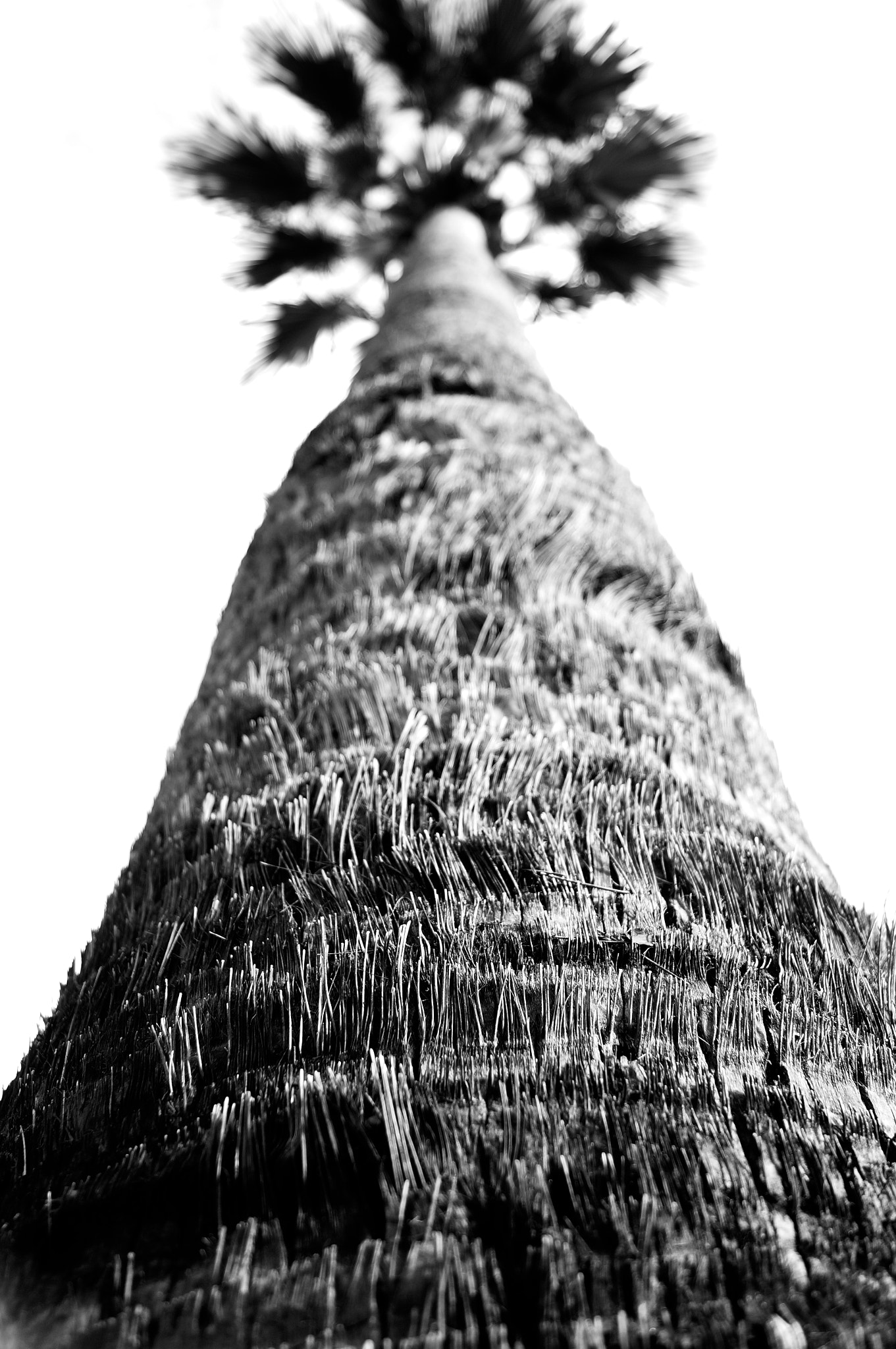 Sony DT 18-55mm F3.5-5.6 SAM II sample photo. Palm tree photography