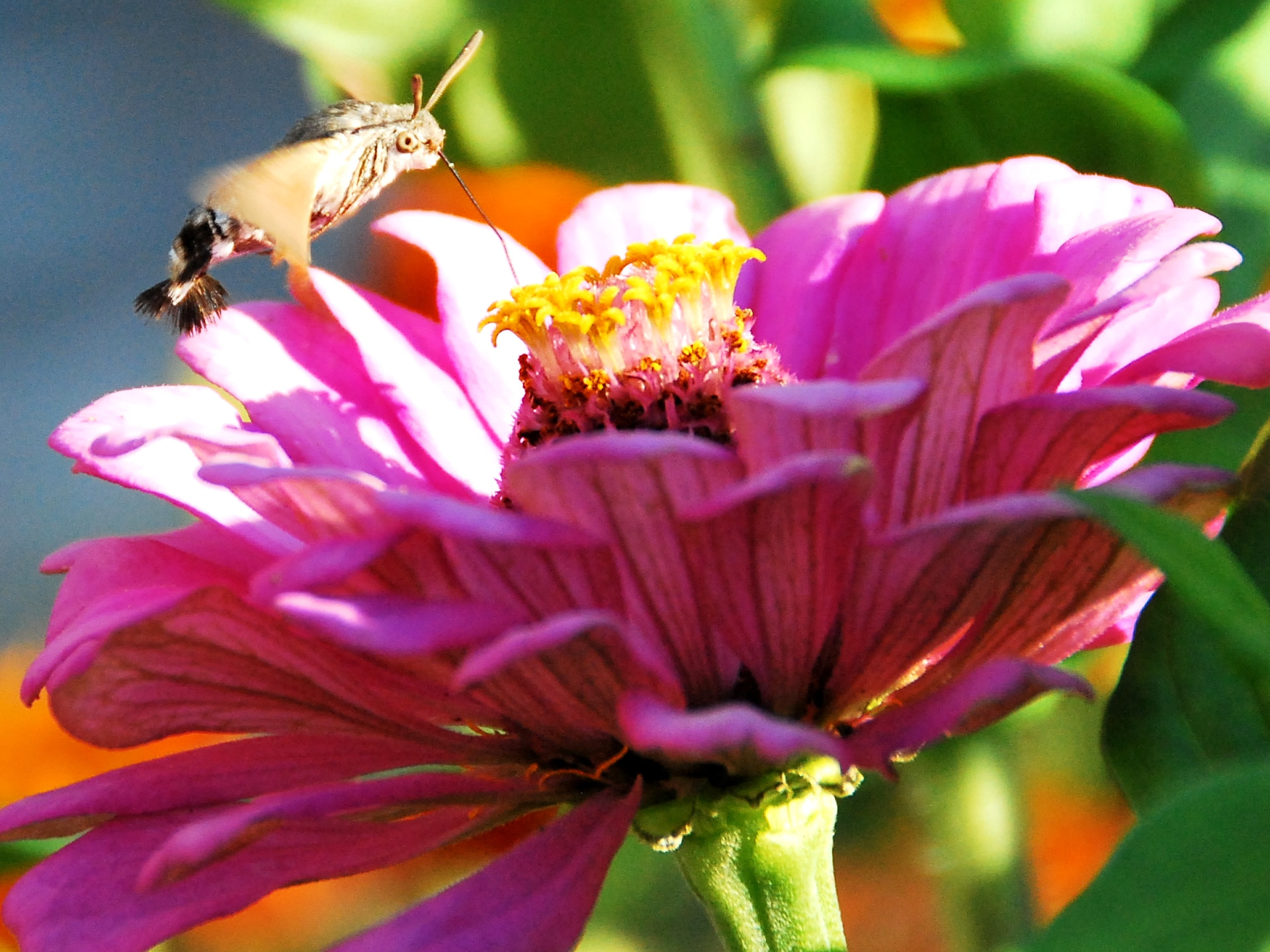 Nikon D60 sample photo. Butterfly life photography