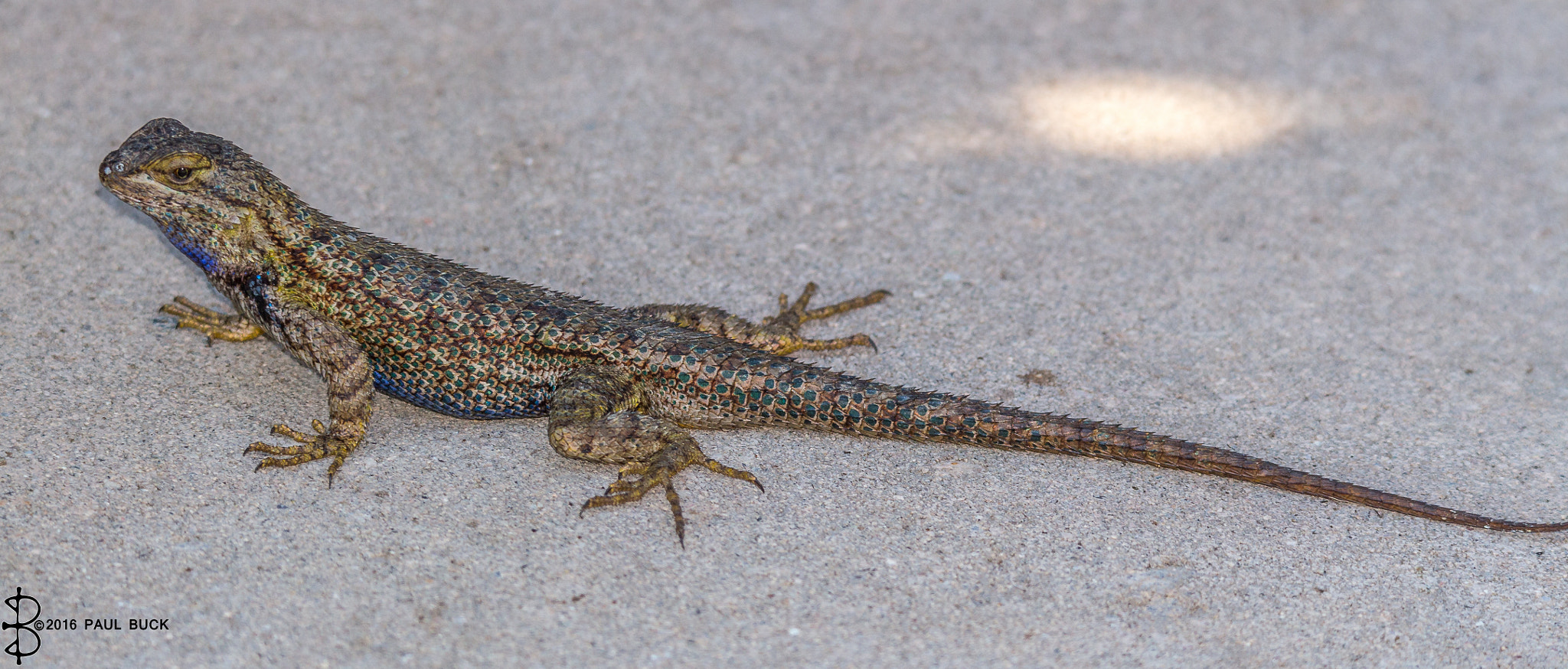 Tamron SP 150-600mm F5-6.3 Di VC USD sample photo. Basking lizard photography