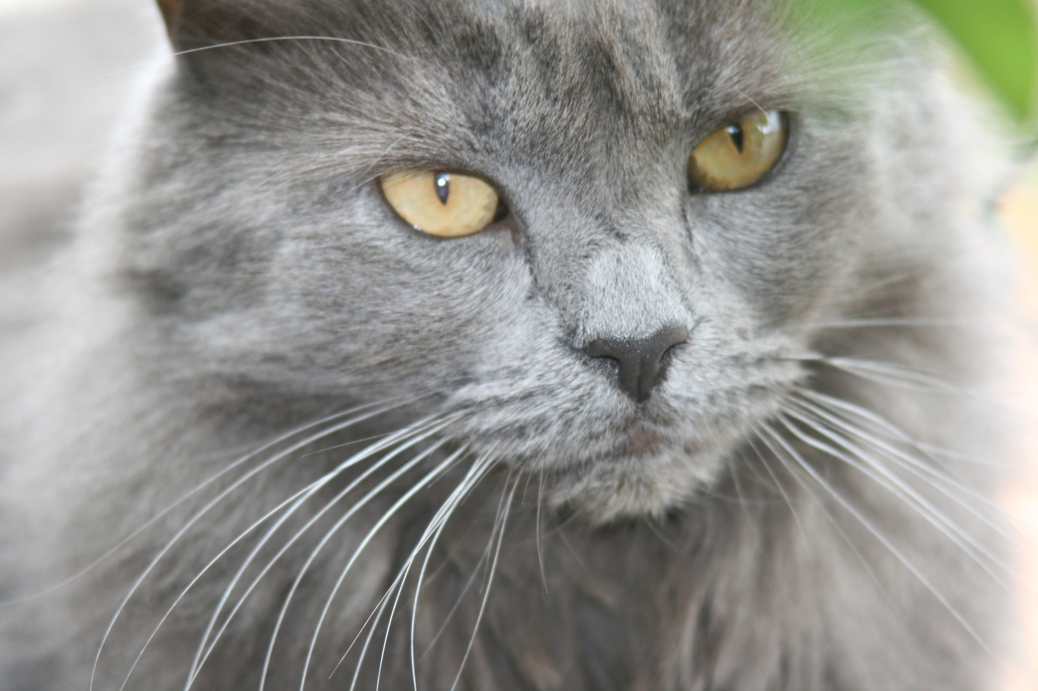 Canon EF 35-105mm f/3.5-4.5 sample photo. Saxi photography