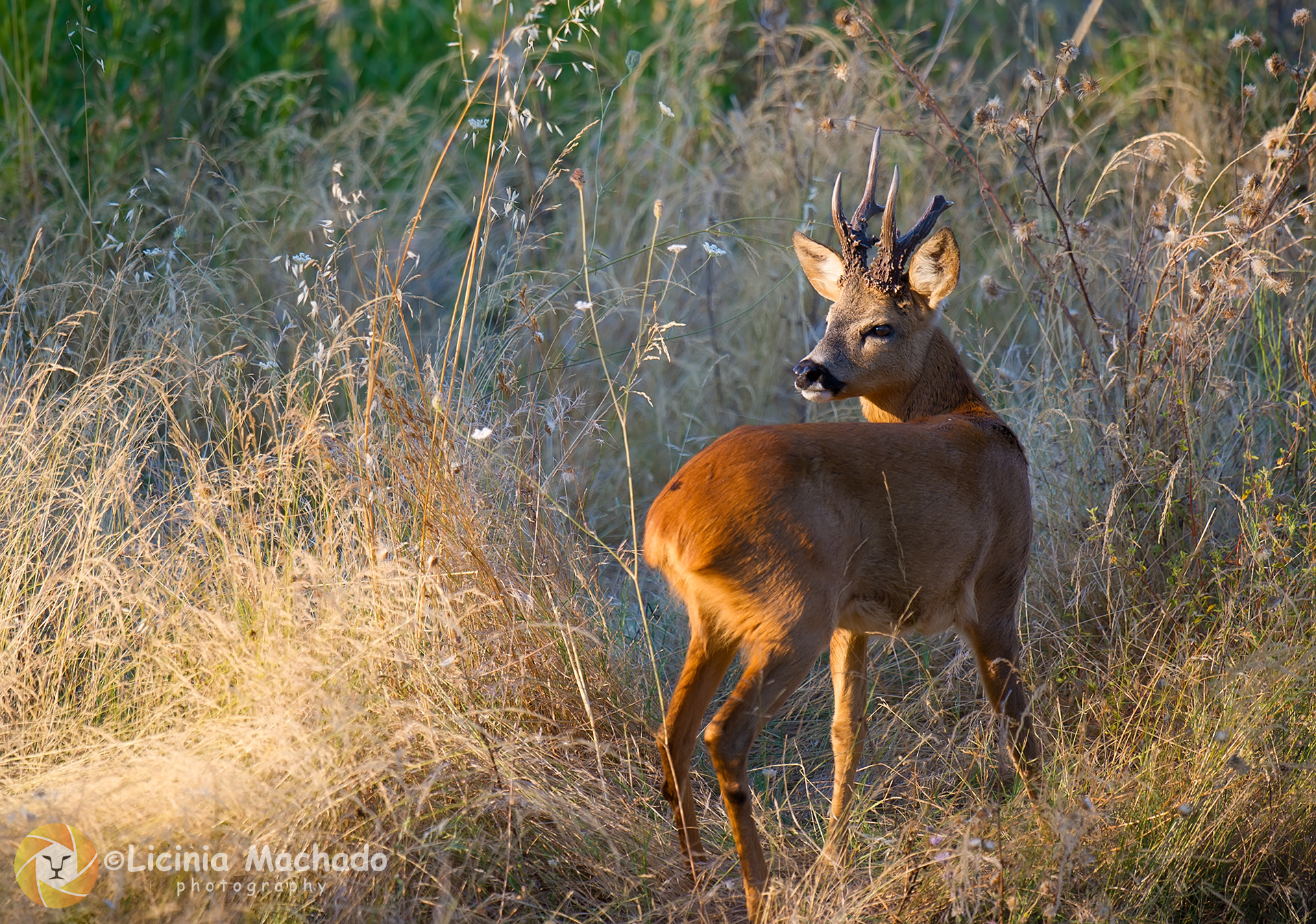 Nikon D3S + Nikon AF-S Nikkor 500mm F4G ED VR sample photo. European roe deer (capreolus capreolus) photography